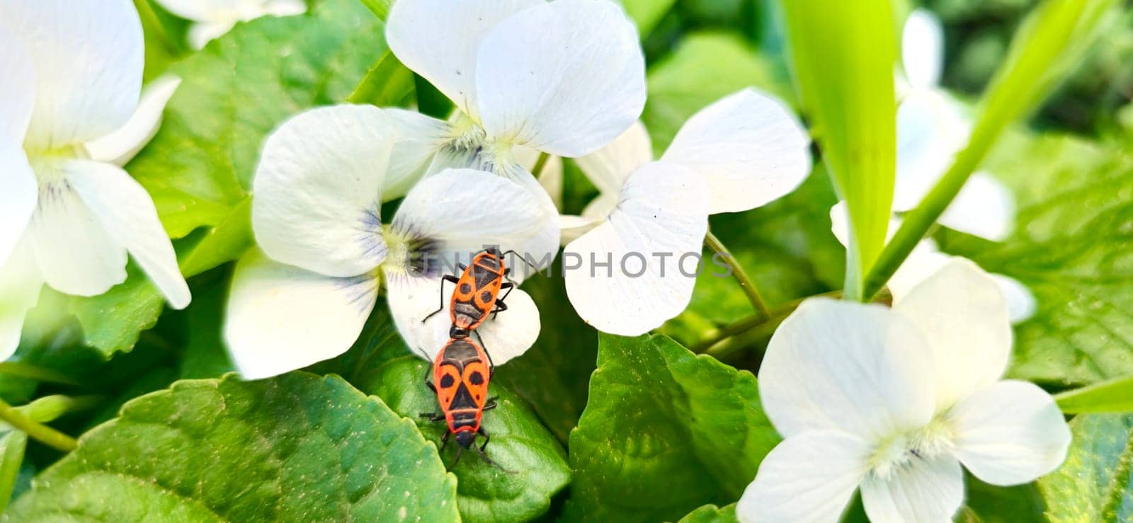 two red beetles love each other on a white flower by drakuliren