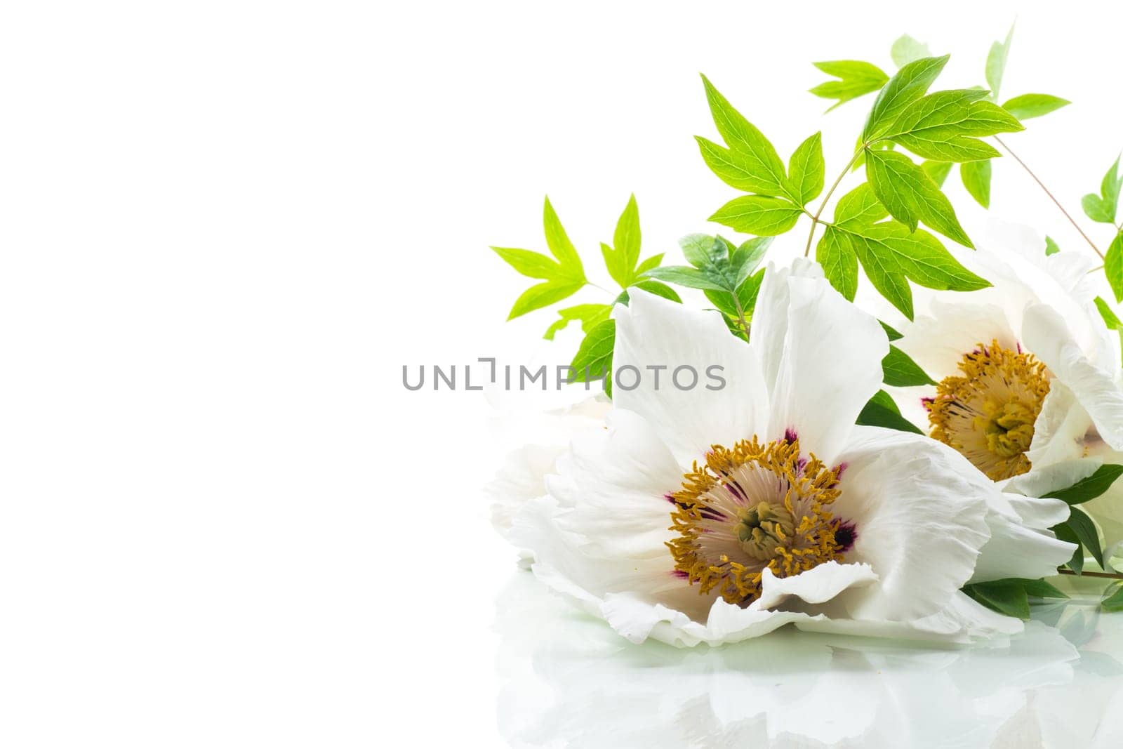 White tree peony flower, isolated on white background .