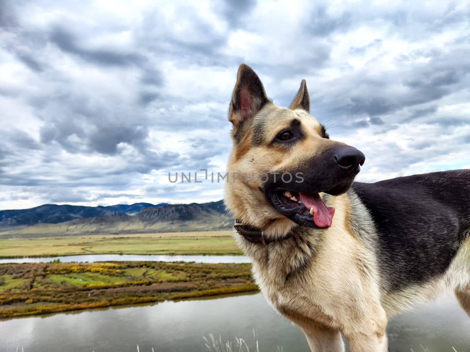 Dog German Shepherd in an autumn day and green, yellow mountain nature around. Waiting eastern European dog veo and colorful landscape by keleny