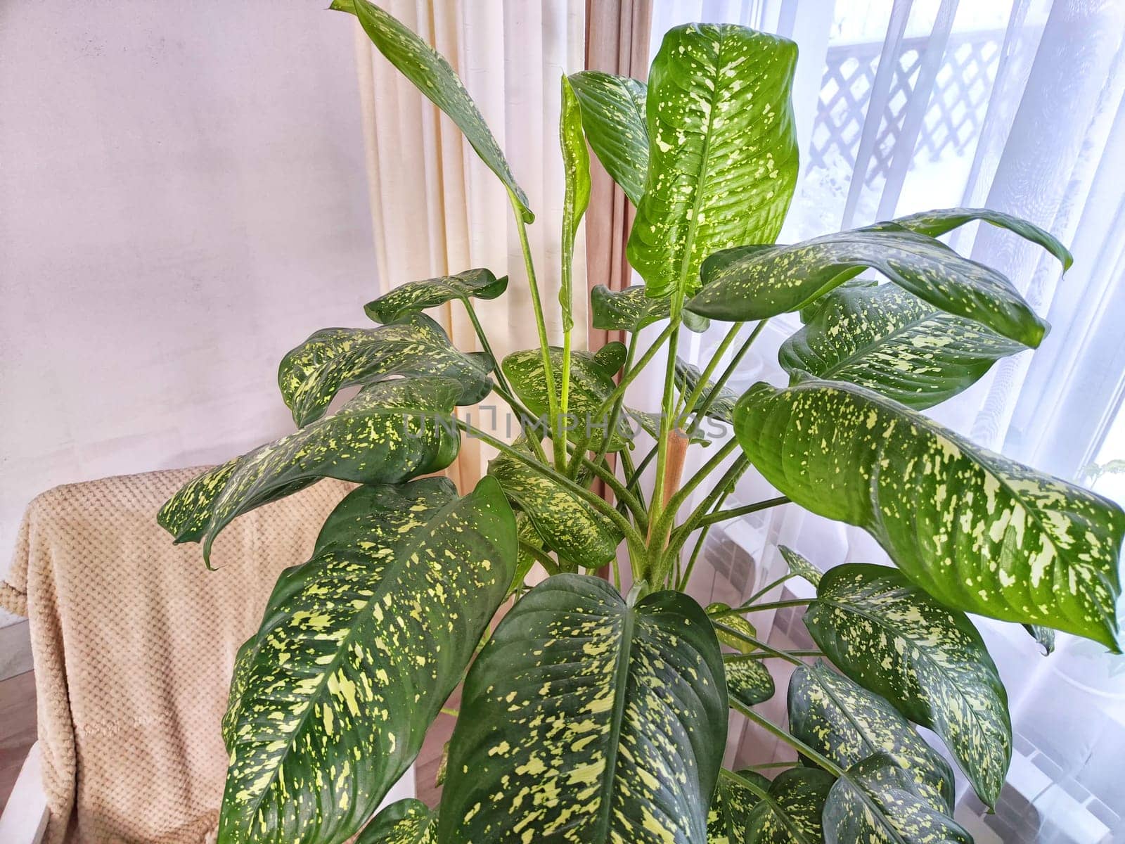 Dieffenbachia plant in a pot by the window with curtains. Interior in light colors. Background with a plant with green leaves and fabric by keleny