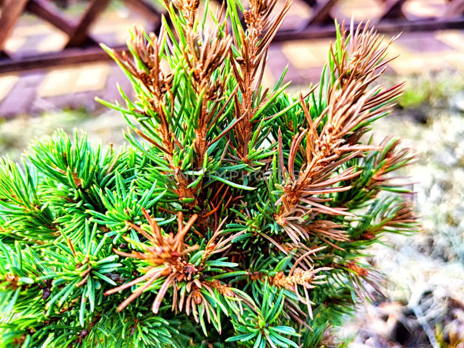 Sick Spruce Exhibiting Dry Needles Close-Up. Close view of spruce tree showing symptoms of ill health with dry, browning needles