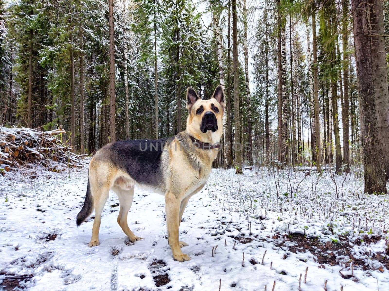 Dog German Shepherd in winter day and white snow around. Waiting eastern European dog veo and white snow