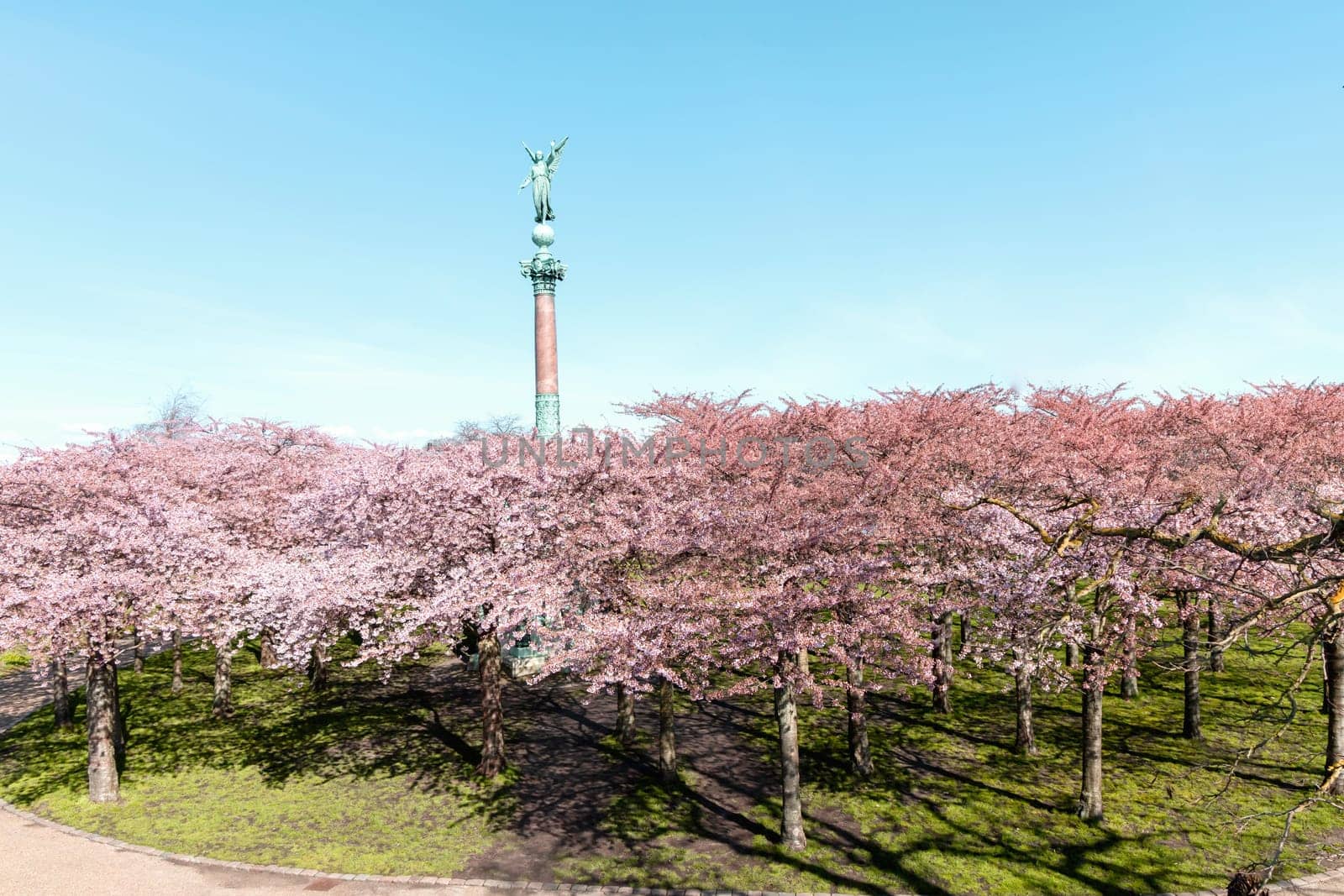 Cherry Blossom in Langelinie park on a beautiful spring day. Sakura festival. Copenhagen, Denmark
