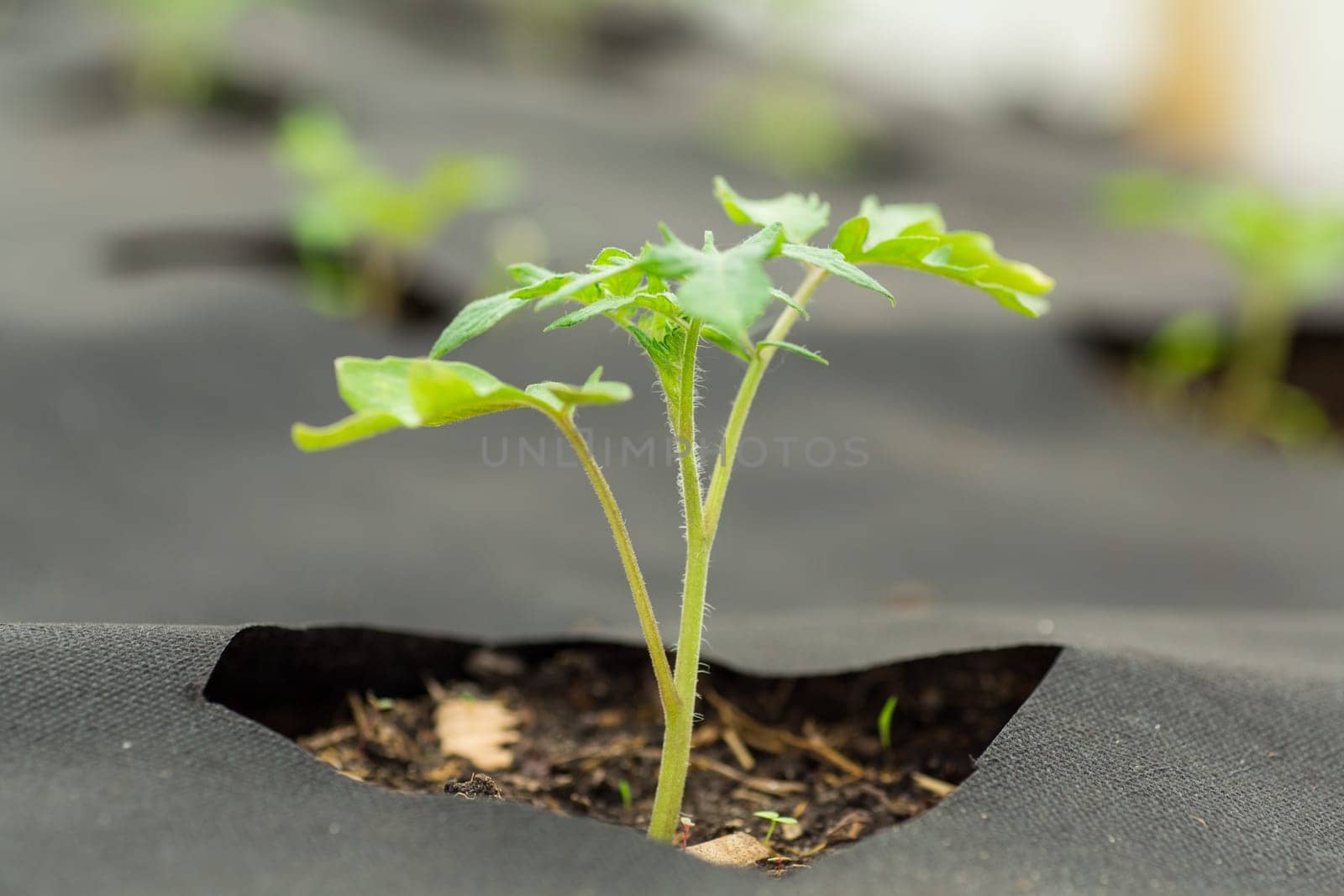Tomato seedlings in the ground growing from holes in agrofibre by Rawlik