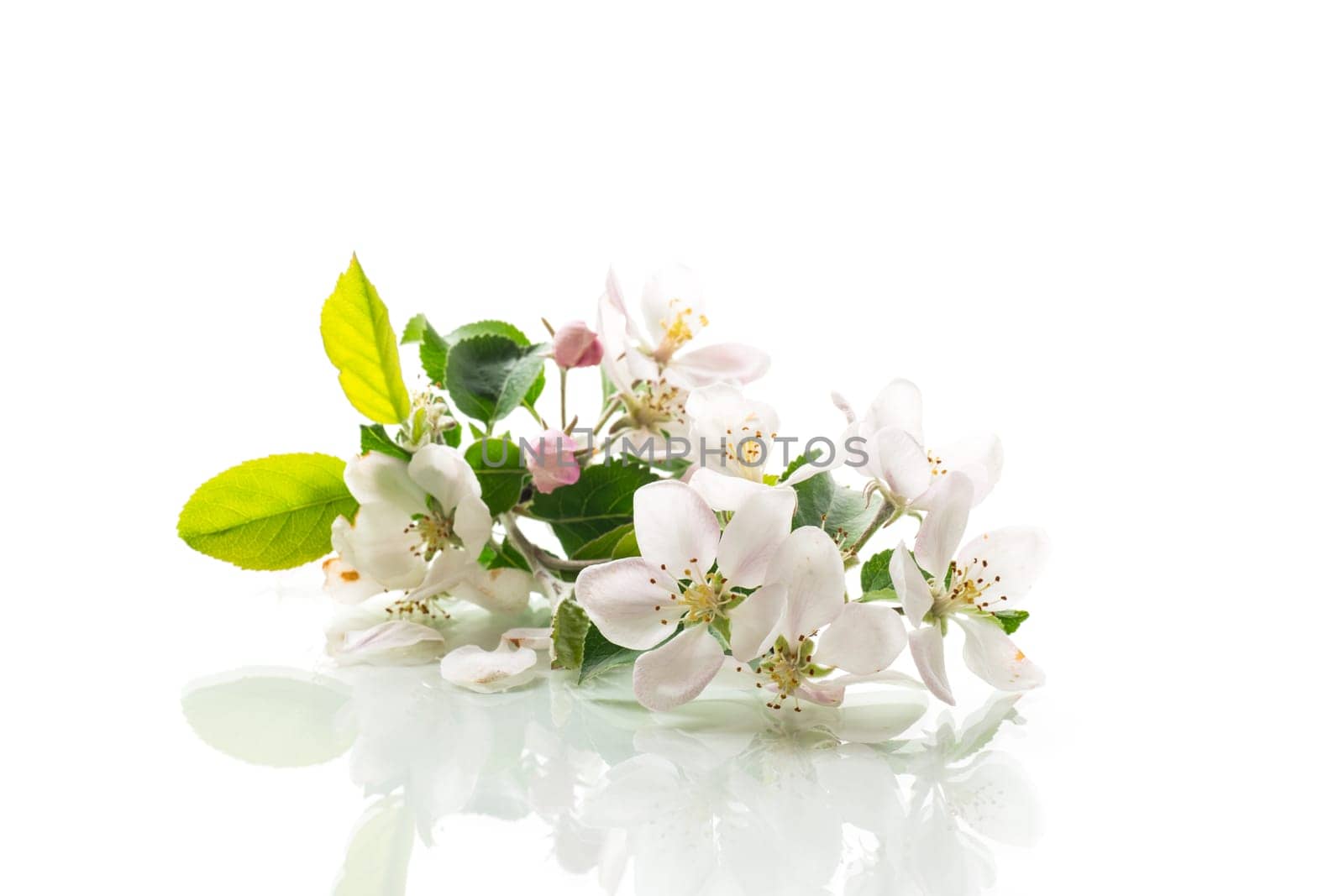blooming apple tree flowers isolated on white background by Rawlik