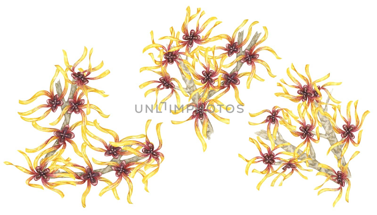 Witch hazel flowers on tree branch set of cliparts. Hamamelis virginiana twigs. Watercolor illustration for cosmetics, water, herbal medicine cream packaging, gel, ointment, national day flyer, logo