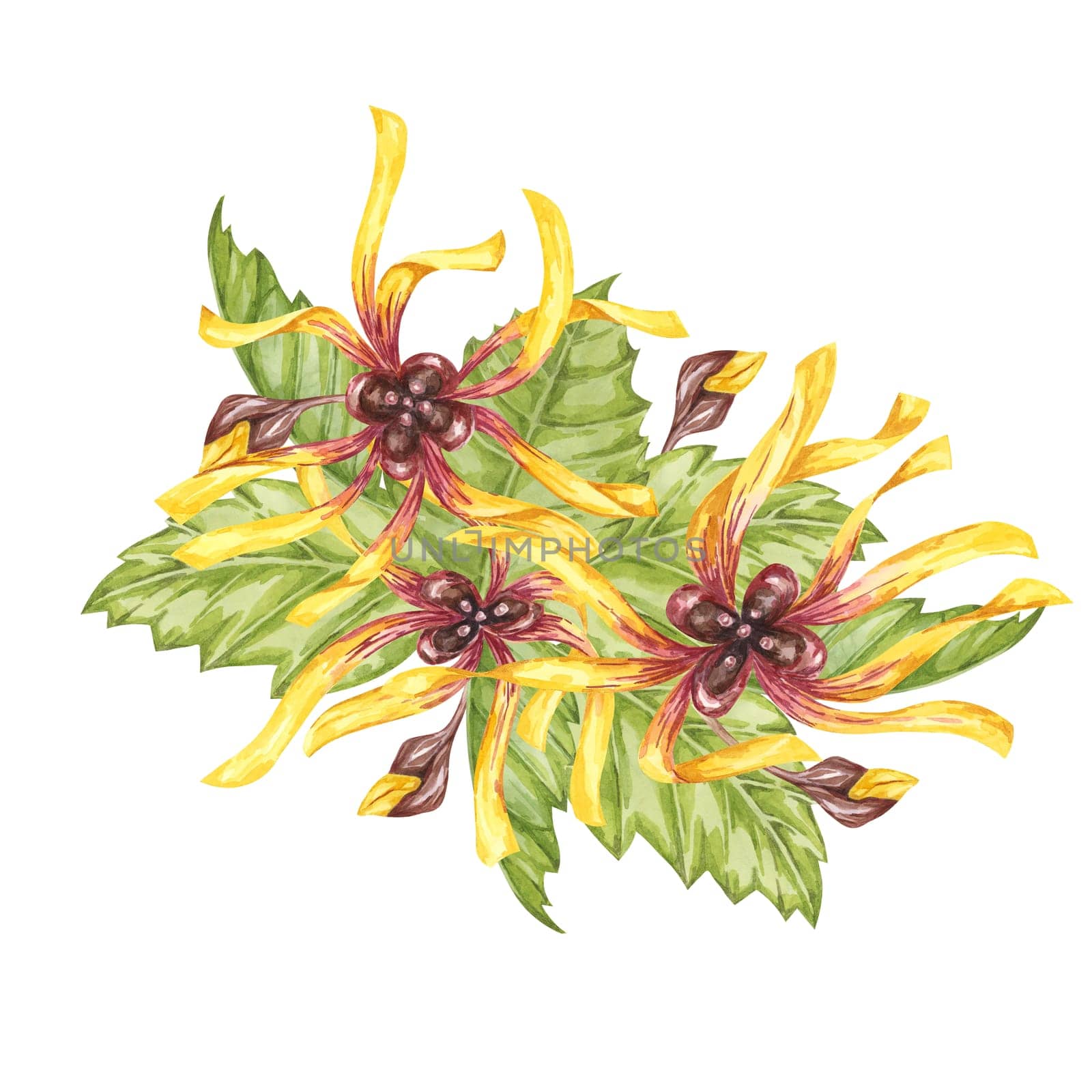 Witch hazel yellow flowers and green leaves clipart. Hamamelis virginiana watercolor. Illustration for beauty, cream packaging, water, national day by Fofito