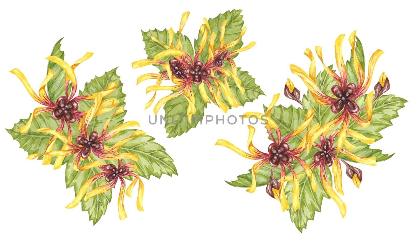 Witch hazel yellow flowers and green leaves clipart. Hamamelis virginiana watercolor. Illustration for beauty, cream packaging, water, national day by Fofito