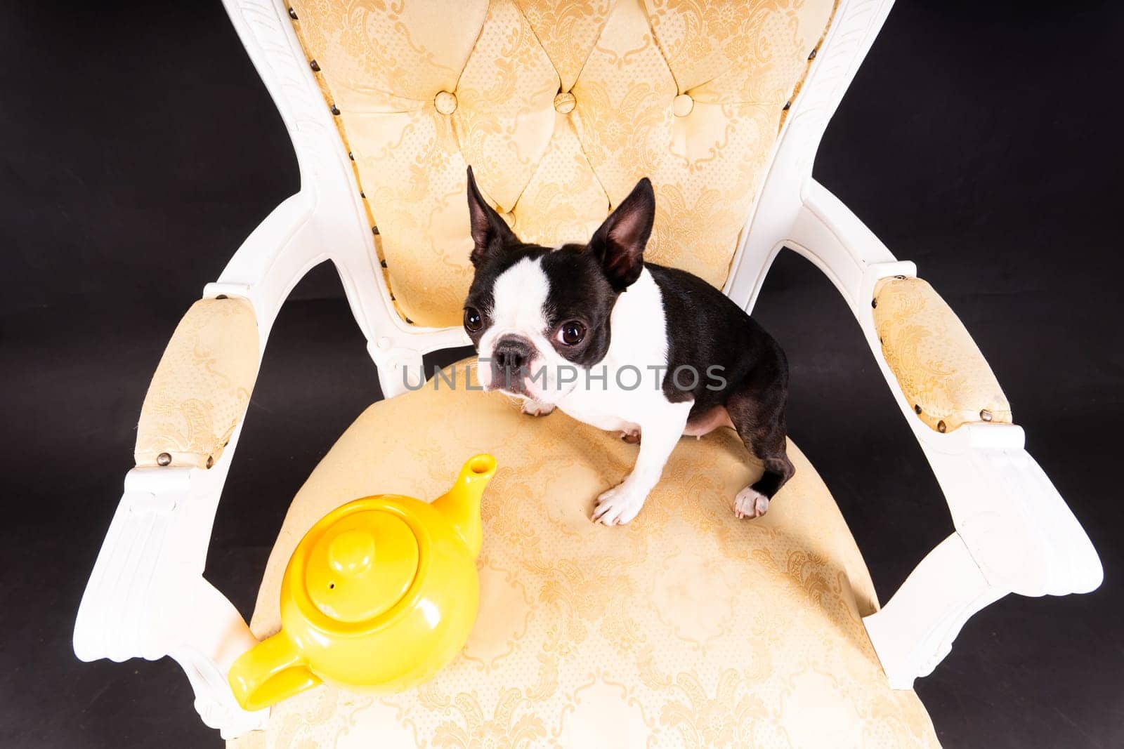 A beautiful little dog of Boston terrier sits on wooden chair next to a teapot and looks away.