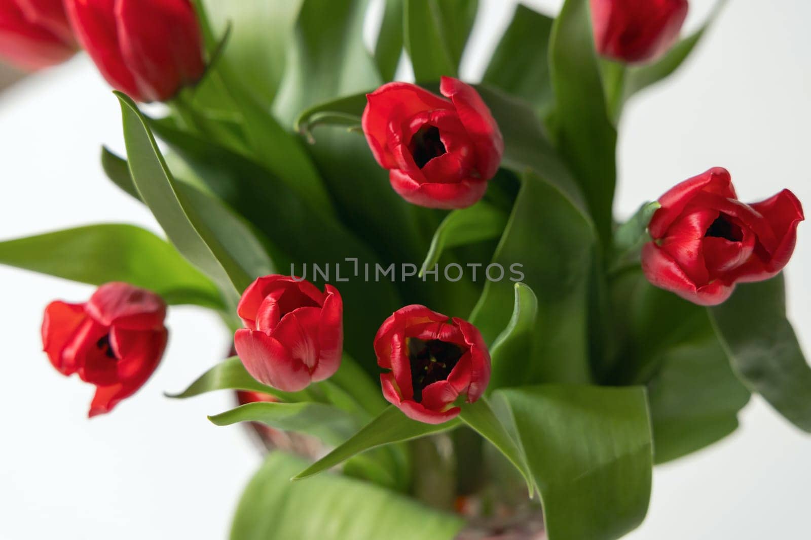 Bouquet of red spring tulips in the room. High quality photo