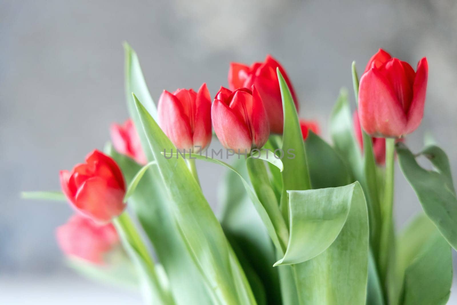 Bouquet of red spring tulips in the room. High quality photo