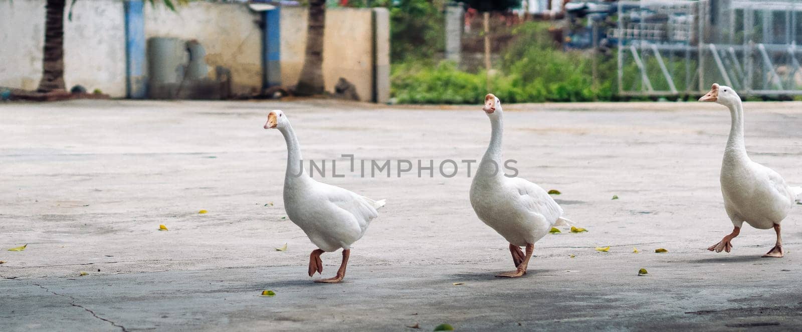Several white geese walking together in small city. Craned necks. Summer mood, live close to domestic farm animals. Funny group of friends by nandrey85