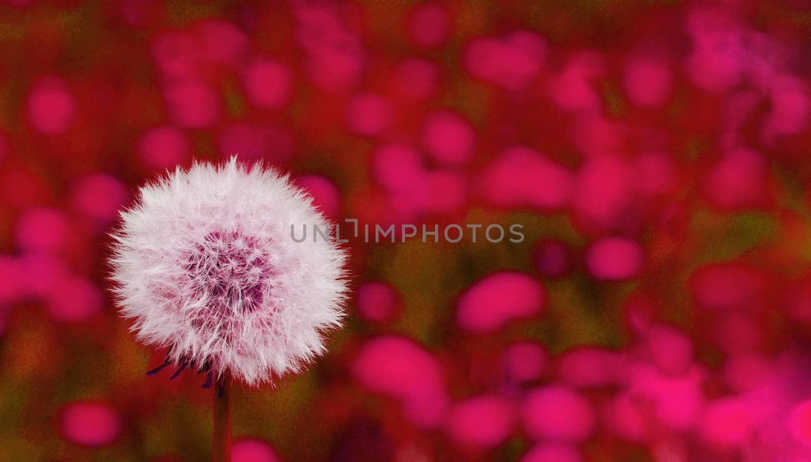 Abstract image of a white dandelion on a red mottled background. by gelog67