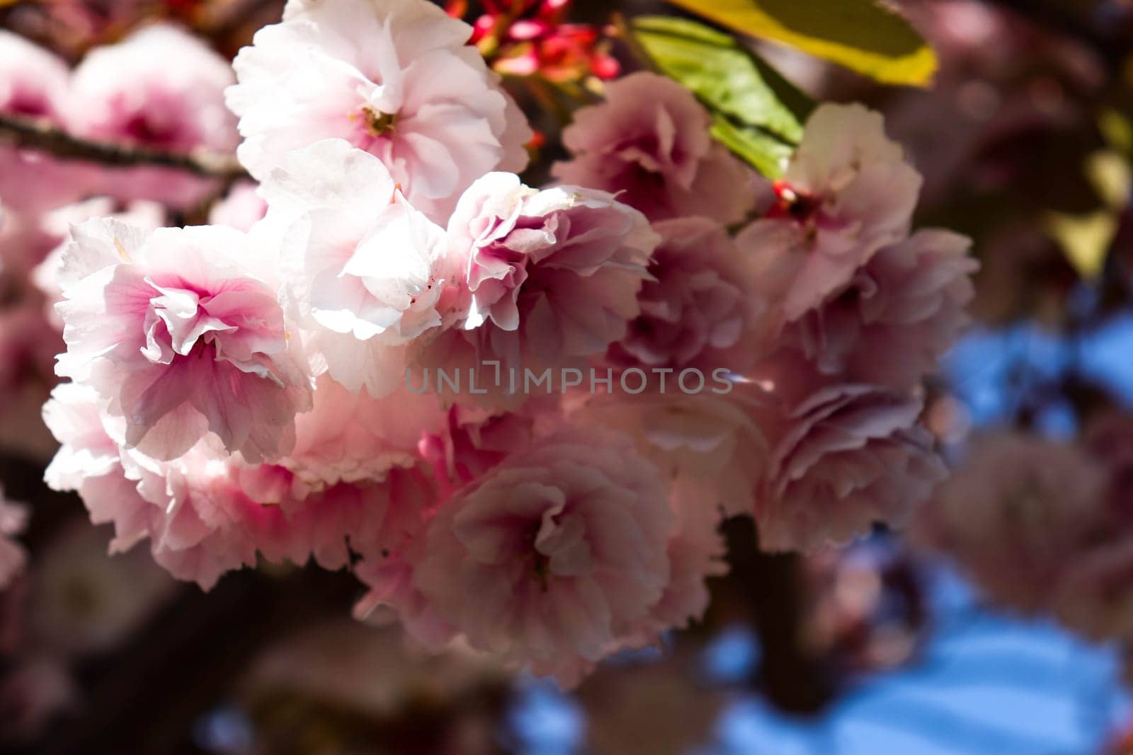 Beautiful Japanese cherry blooming trees in spring. Prunus serrulata or East Asian cherry. Blossoming tree on a spring day. Cherry blossom branches. Sakura Festival. High quality photo