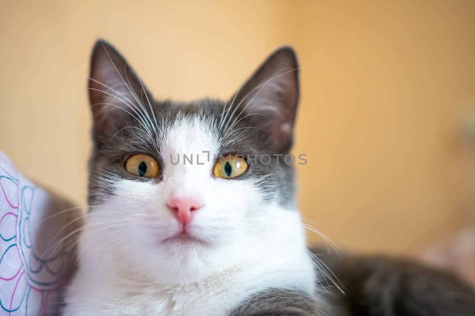 Funny cat is laying on a bed with a pink and white blanket. The cat is looking at the camera with a curious expression