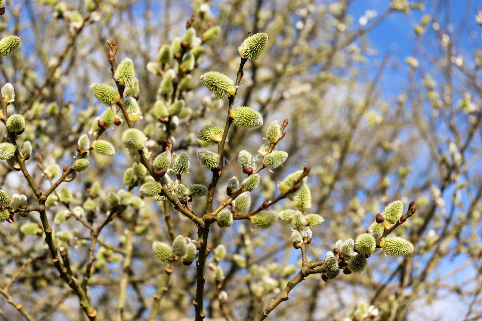 The beginning of spring. Willow branches in the spring. Tree branch with buds in the sun. High quality photo