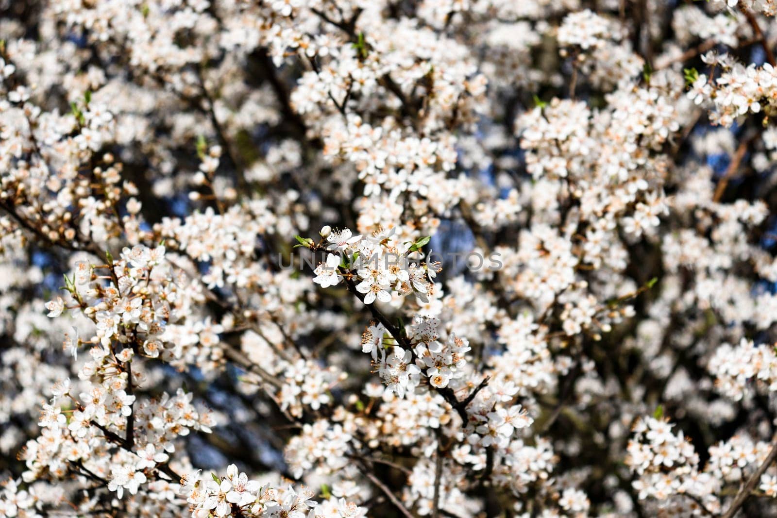 A blooming branch of tree in spring. Flowers of the cherry blossoms on a spring day. High quality photo