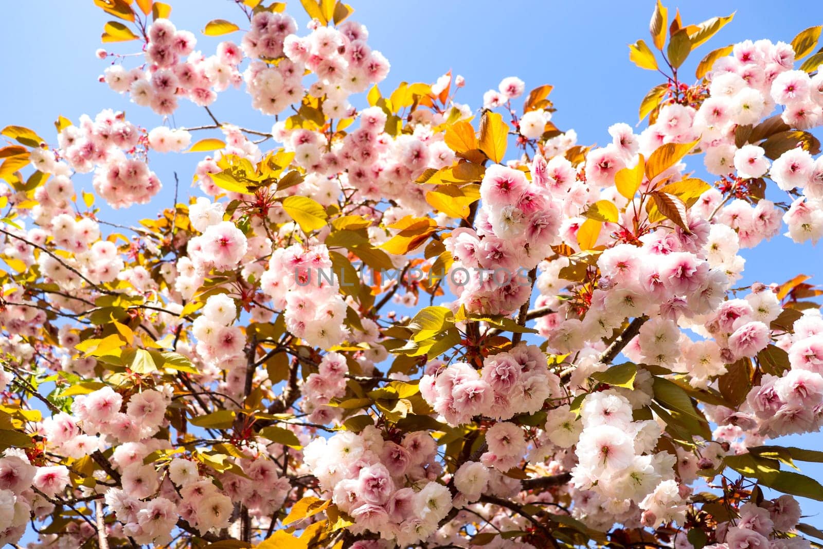 Beautiful Japanese cherry blooming trees in spring. Prunus serrulata or East Asian cherry. Blossoming tree on a spring day. Cherry blossom branches. Sakura Festival. High quality photo