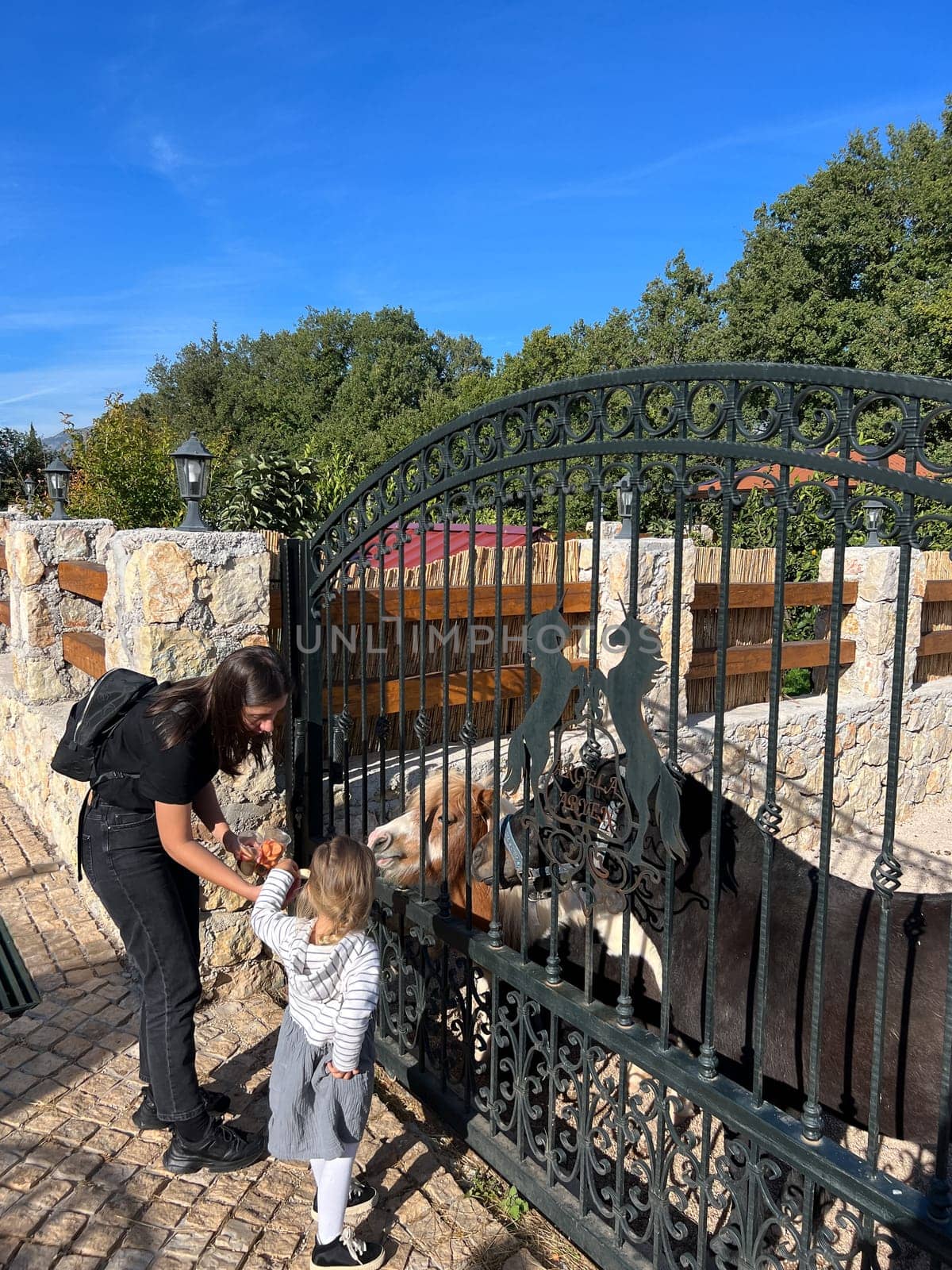 Mom with a little girl feeding a pony behind a metal fence in the park. High quality photo