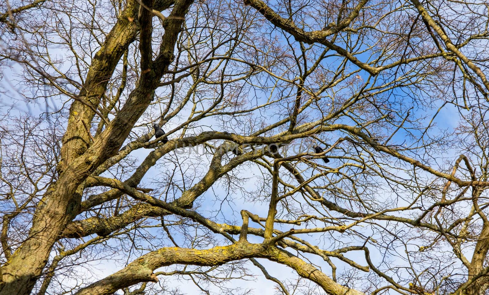 Spring tree branches with birds against the blue sky.