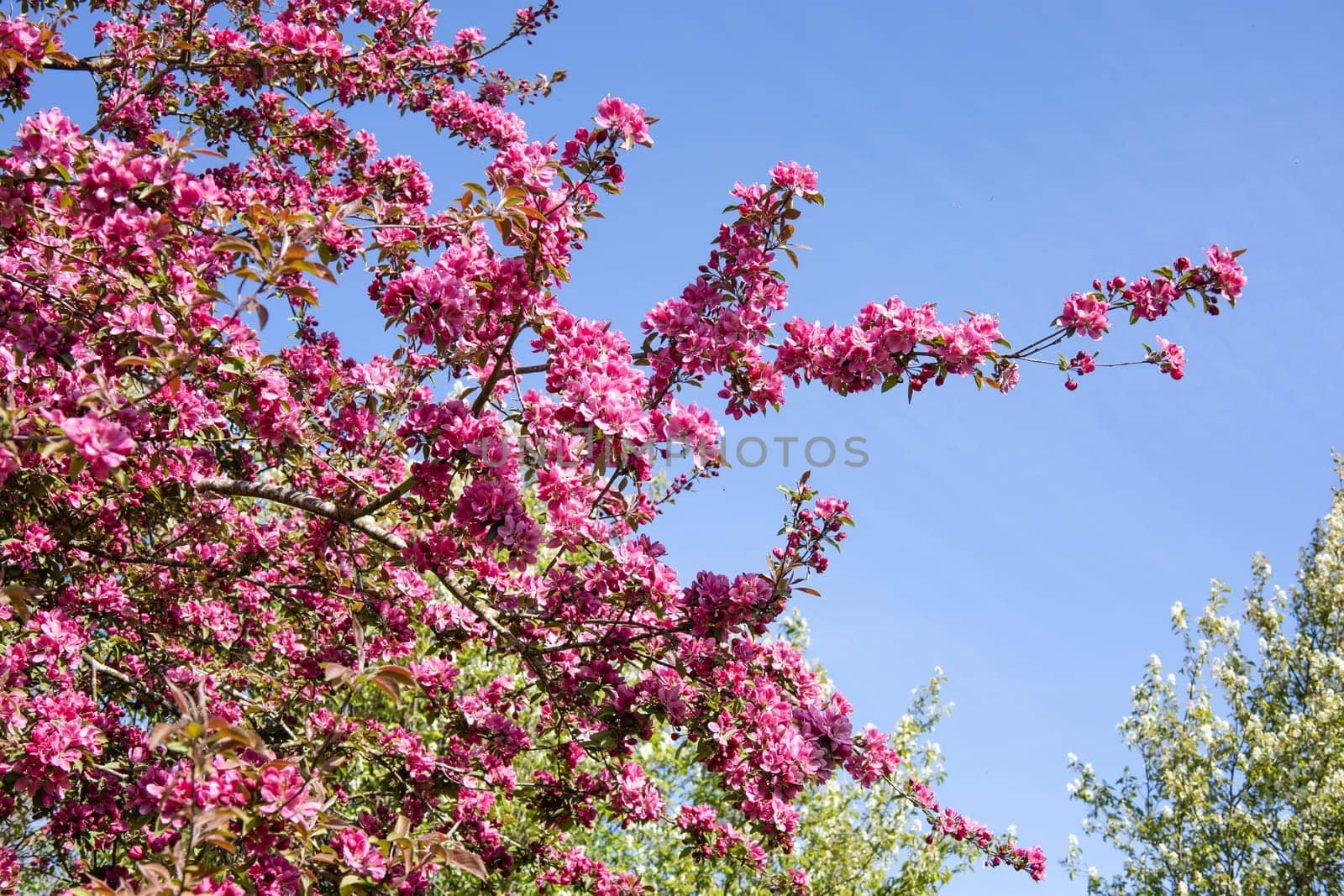 Beautiful spring landscape with flowering trees on a sunny day. High quality photo