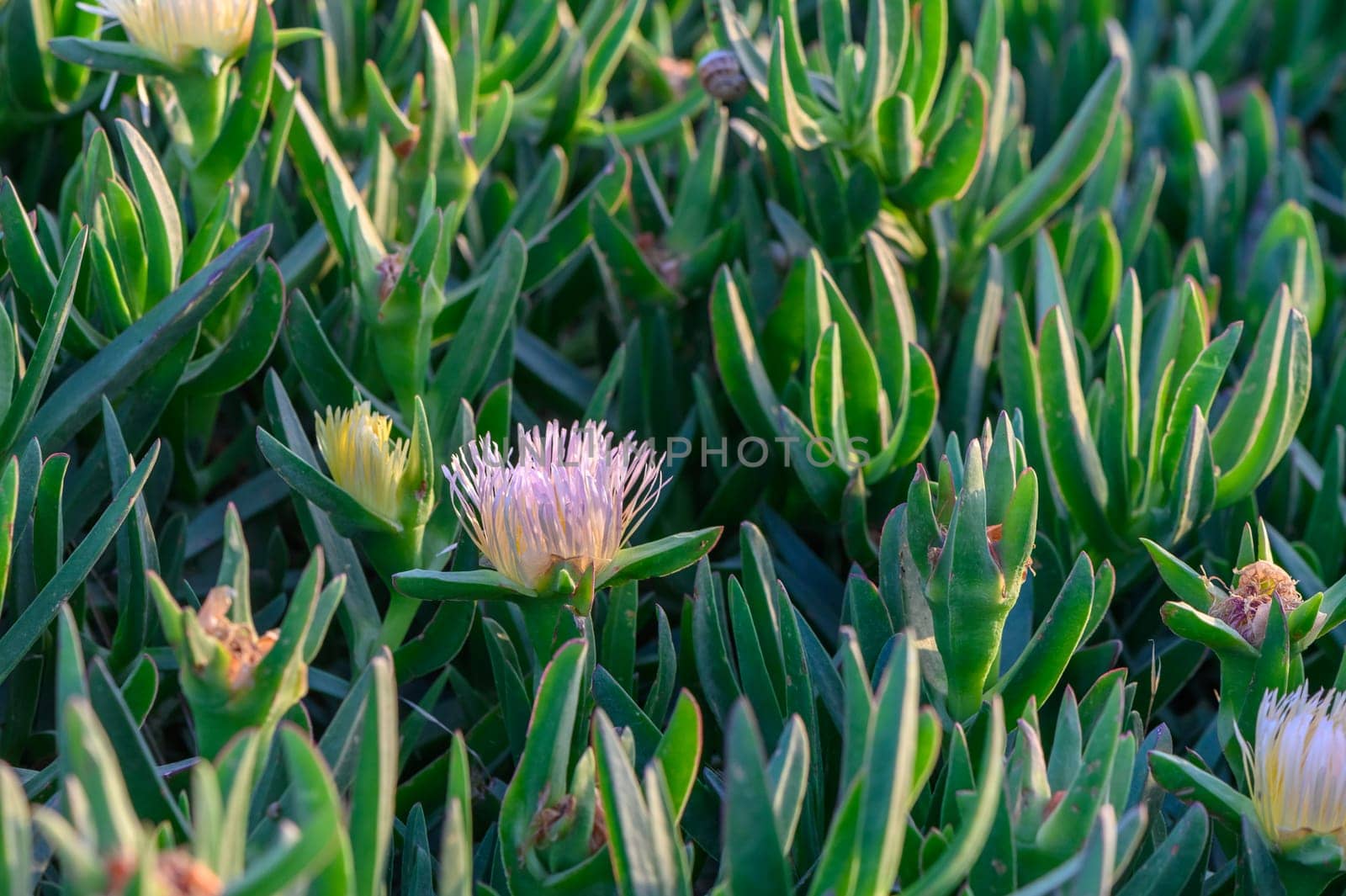 Lilac flower Carpobrotus edible close-up.1