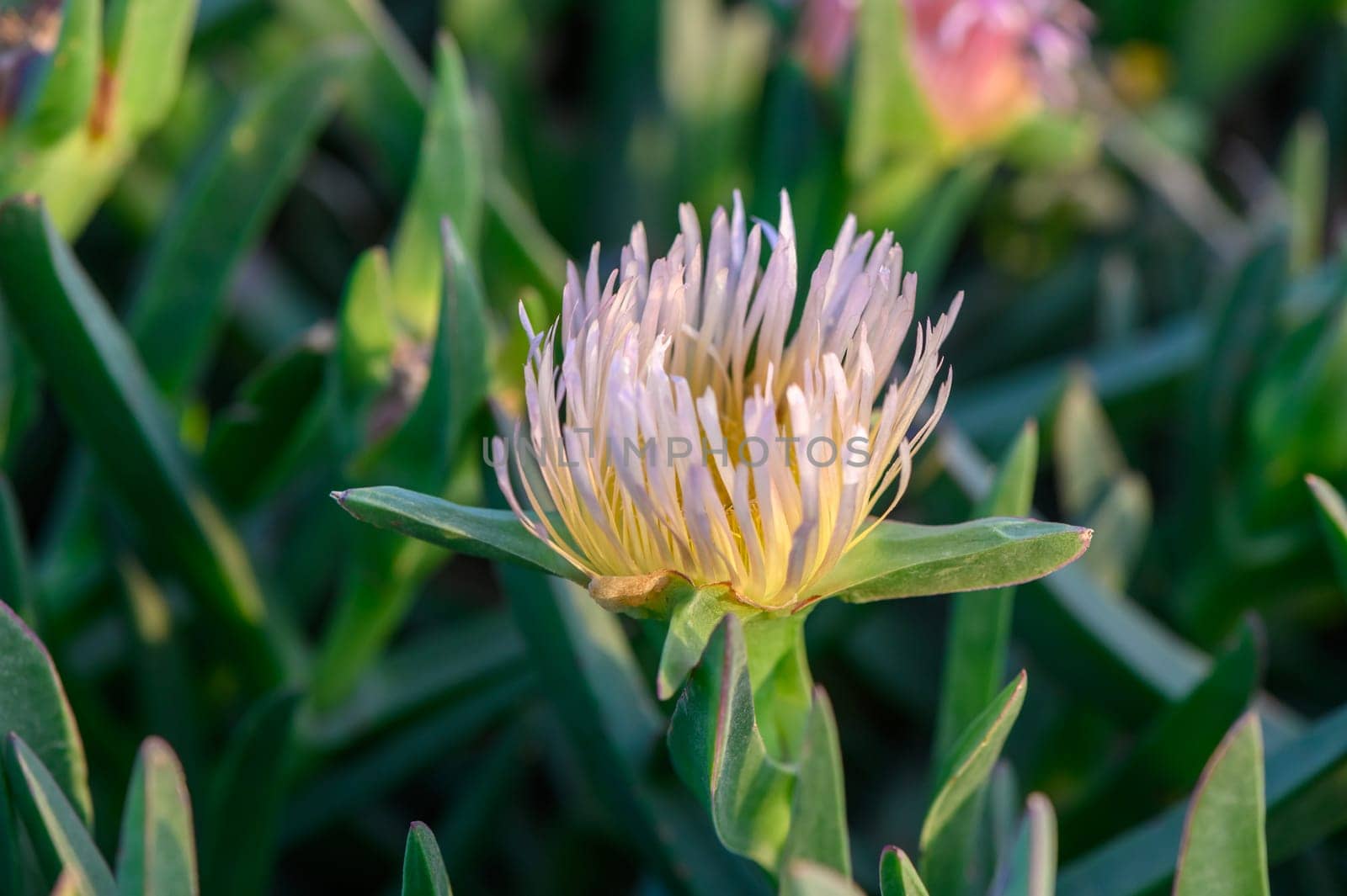 floral background of Carpobrotus edibles on the shores of the Mediterranean Sea 3