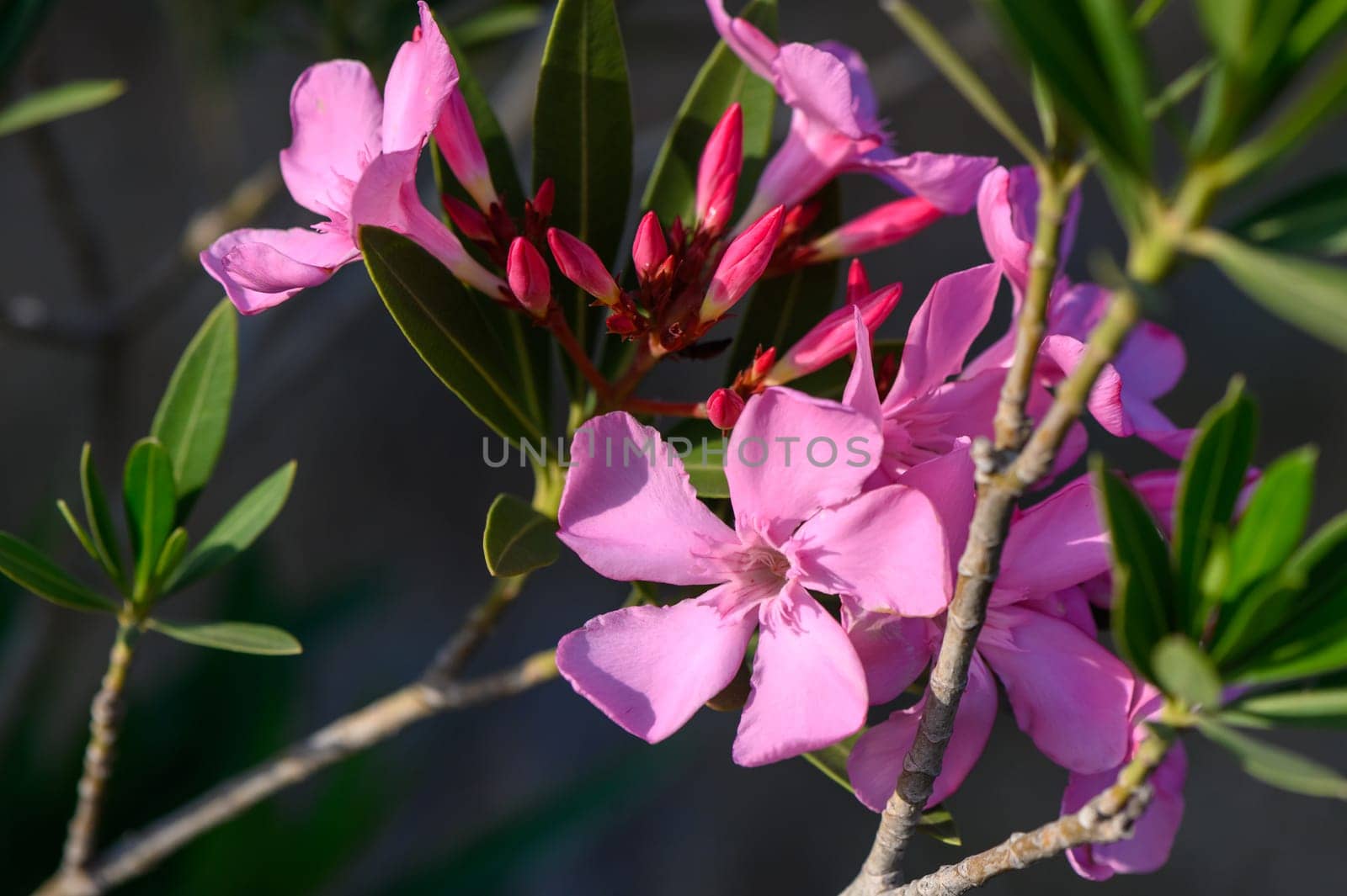 Pink oleander or Nerium flower blossoming on tree. Beautiful colorful floral background by Mixa74