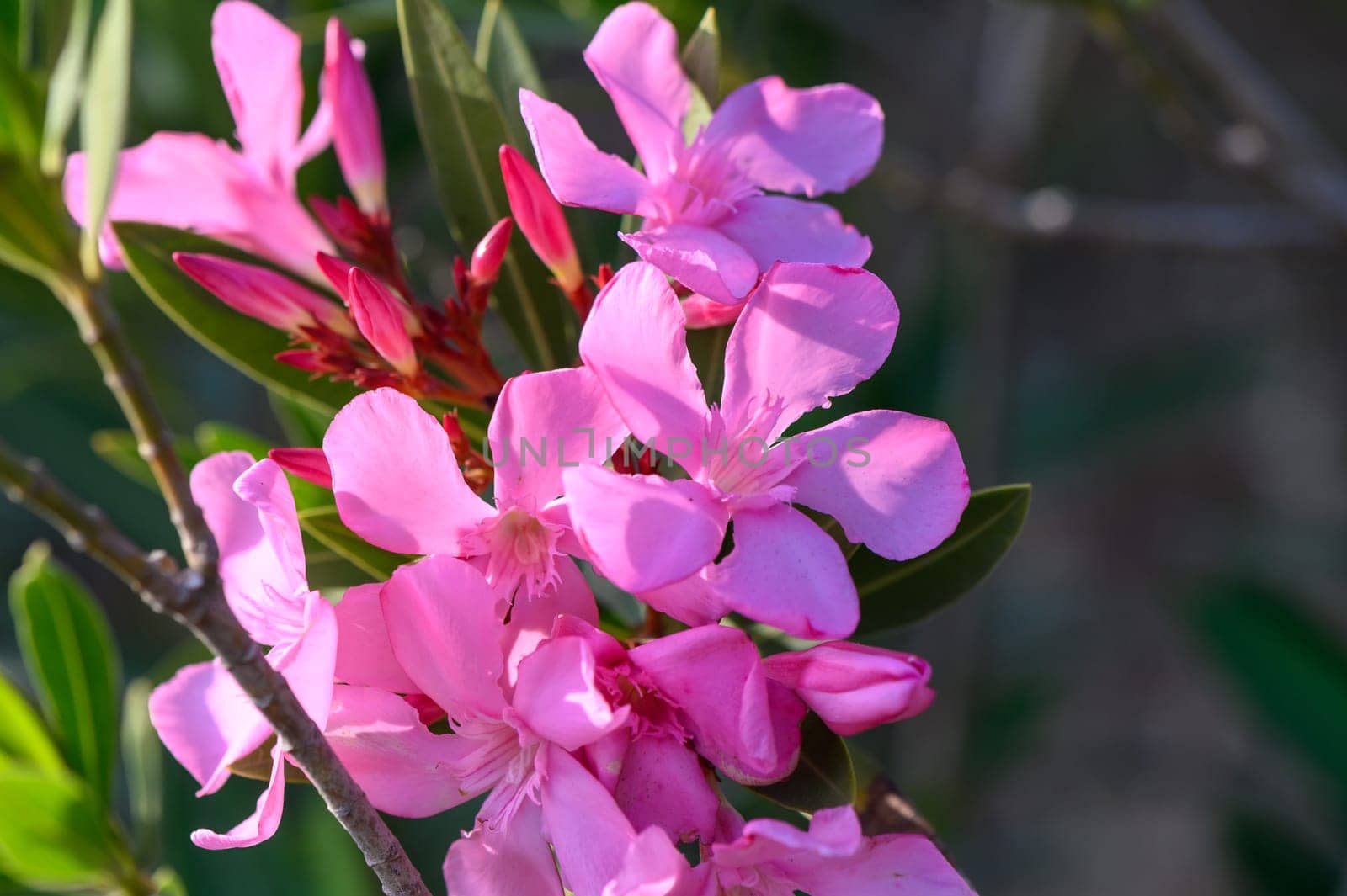Nerium Nerium oleander flowers in bloom in pink color by Mixa74