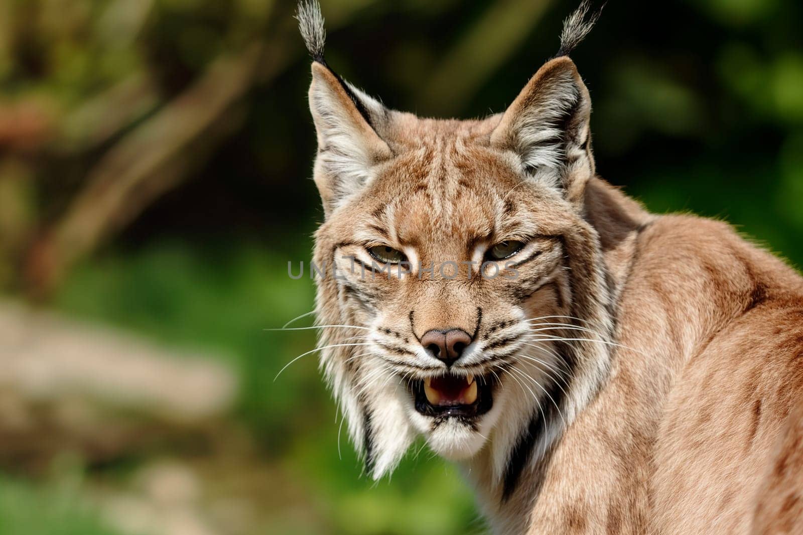 A wild and angry eurasian lynx hunting in nature, roaring in forest