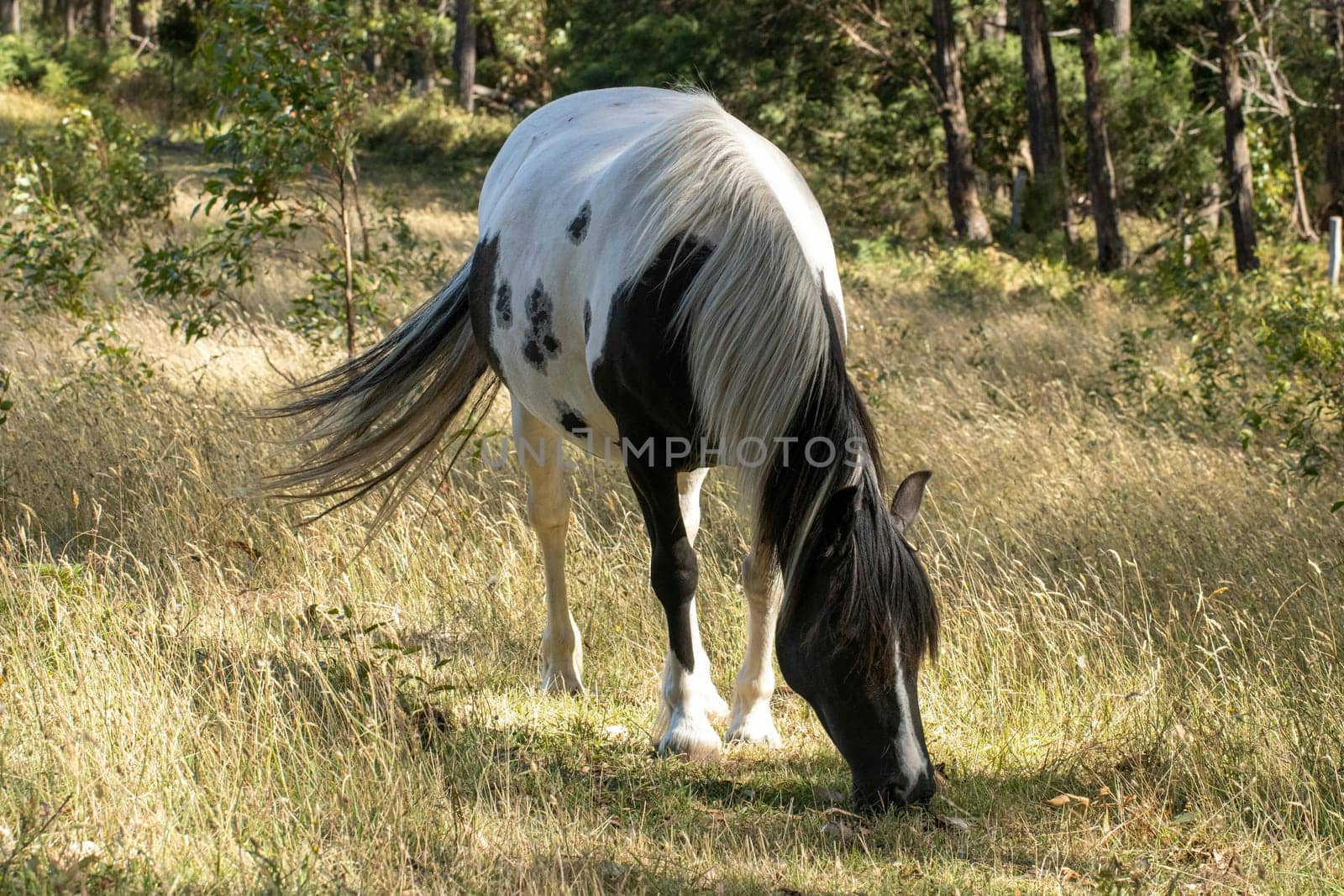 A piebald black and white horse peacefully grazing in a field by StefanMal