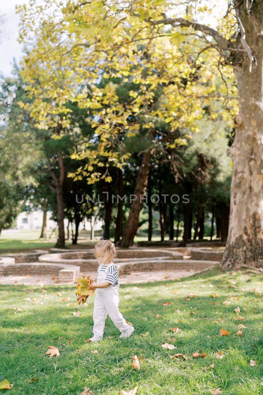 Little girl collects autumn leaves on a green lawn while walking near a plane tree in the park by Nadtochiy