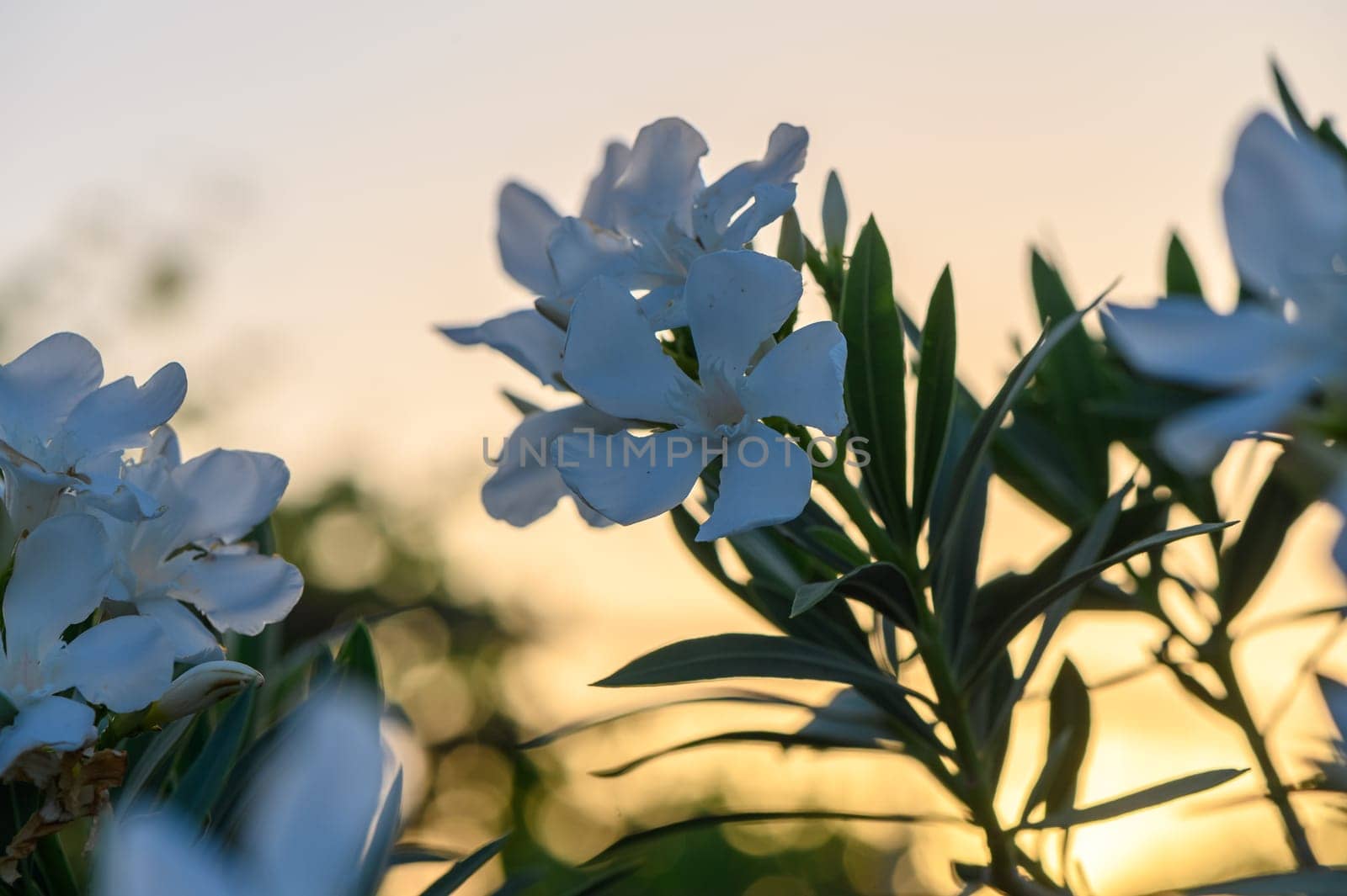 White Oleander during sunset 1