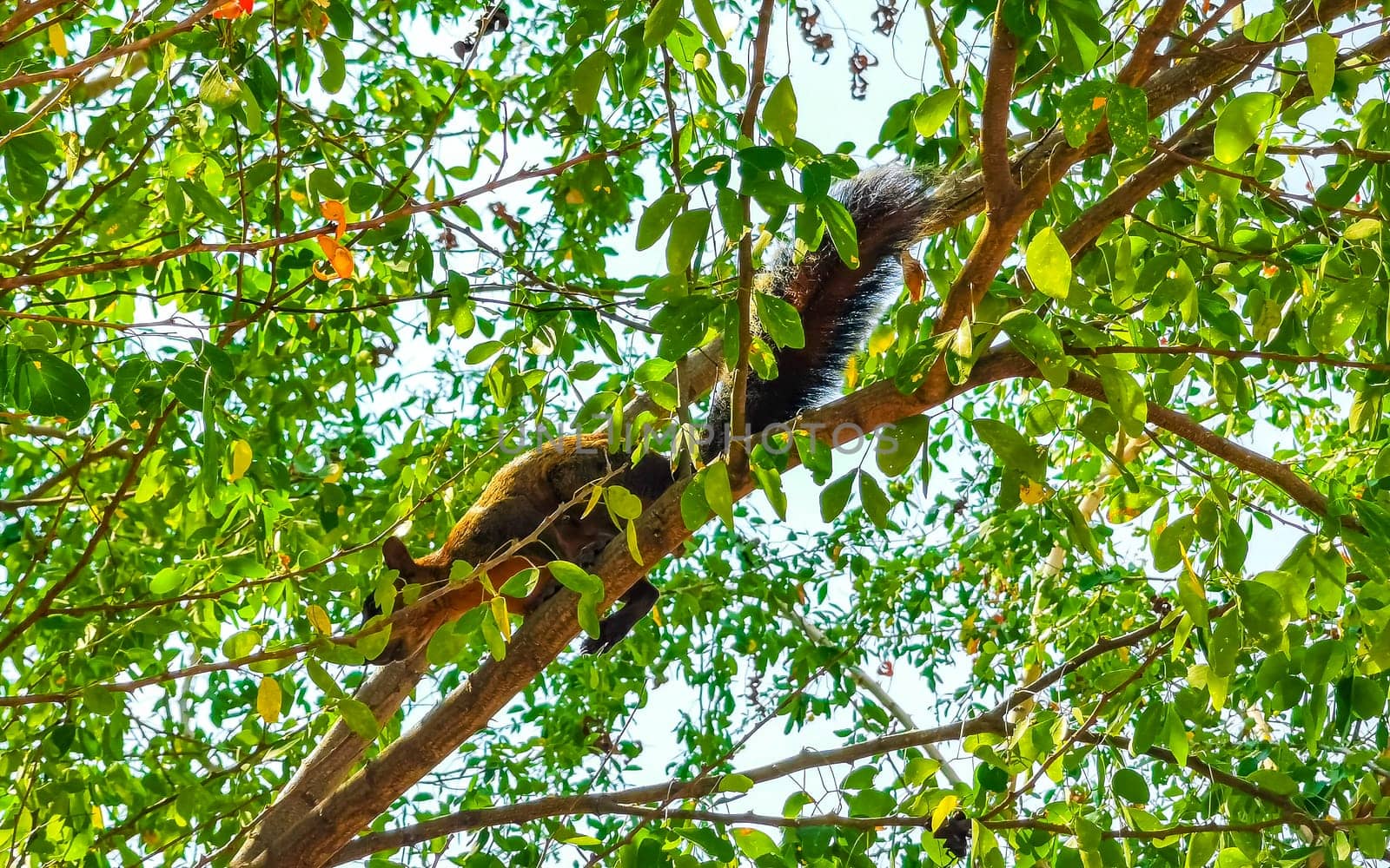 Squirrel sits runs jumps on plant palm tree in Mexico. by Arkadij