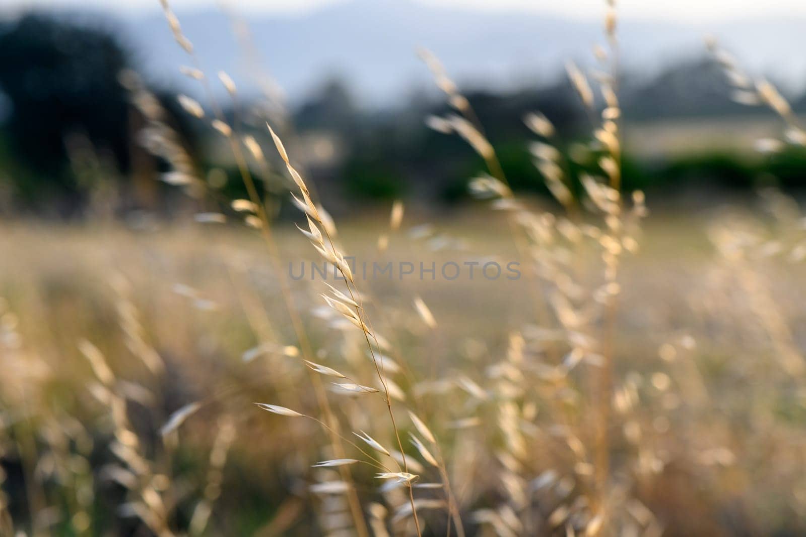 A slender wild oat. Avena barbata