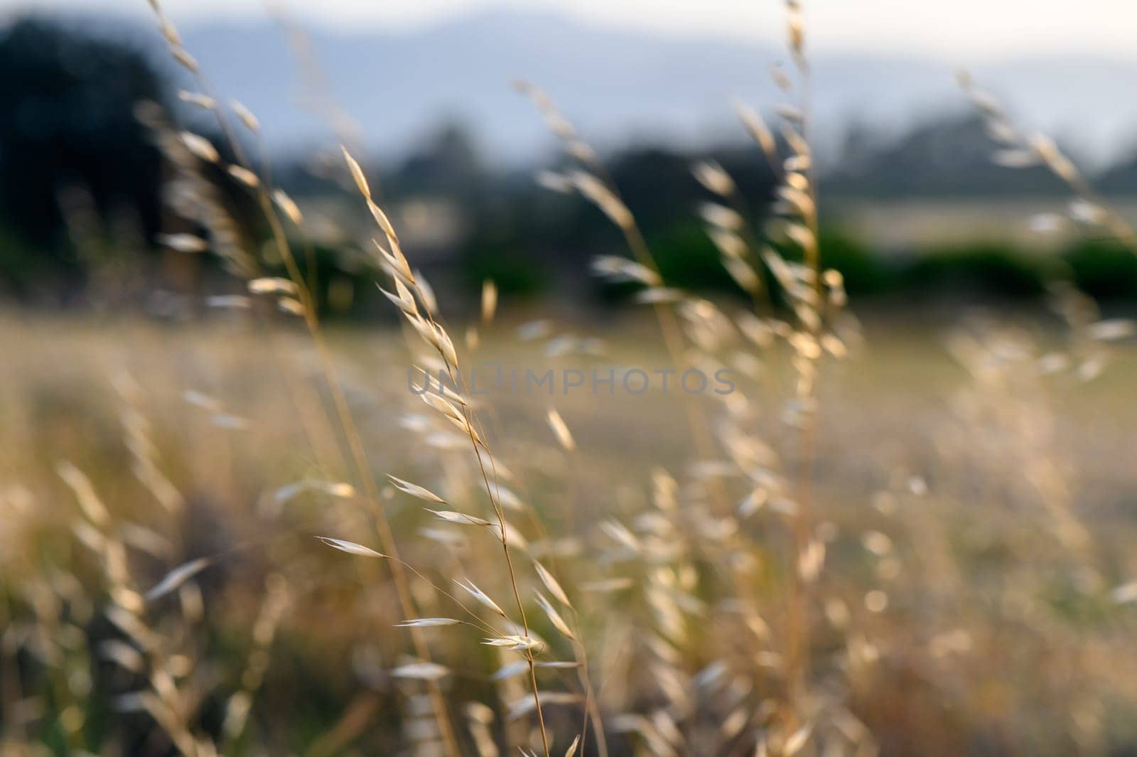 The sun shining through the grass. Wild oats. Avena fatua. Toned image by Mixa74