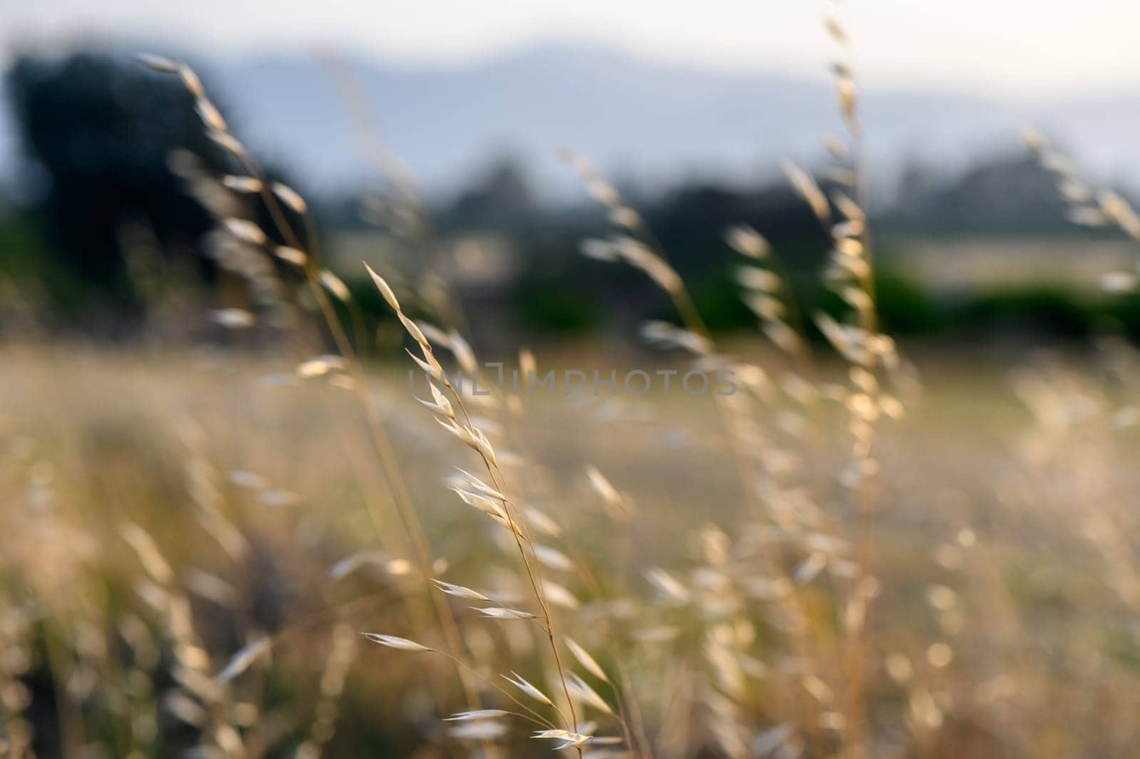 Wild oats, avena sativa on blurred background by Mixa74