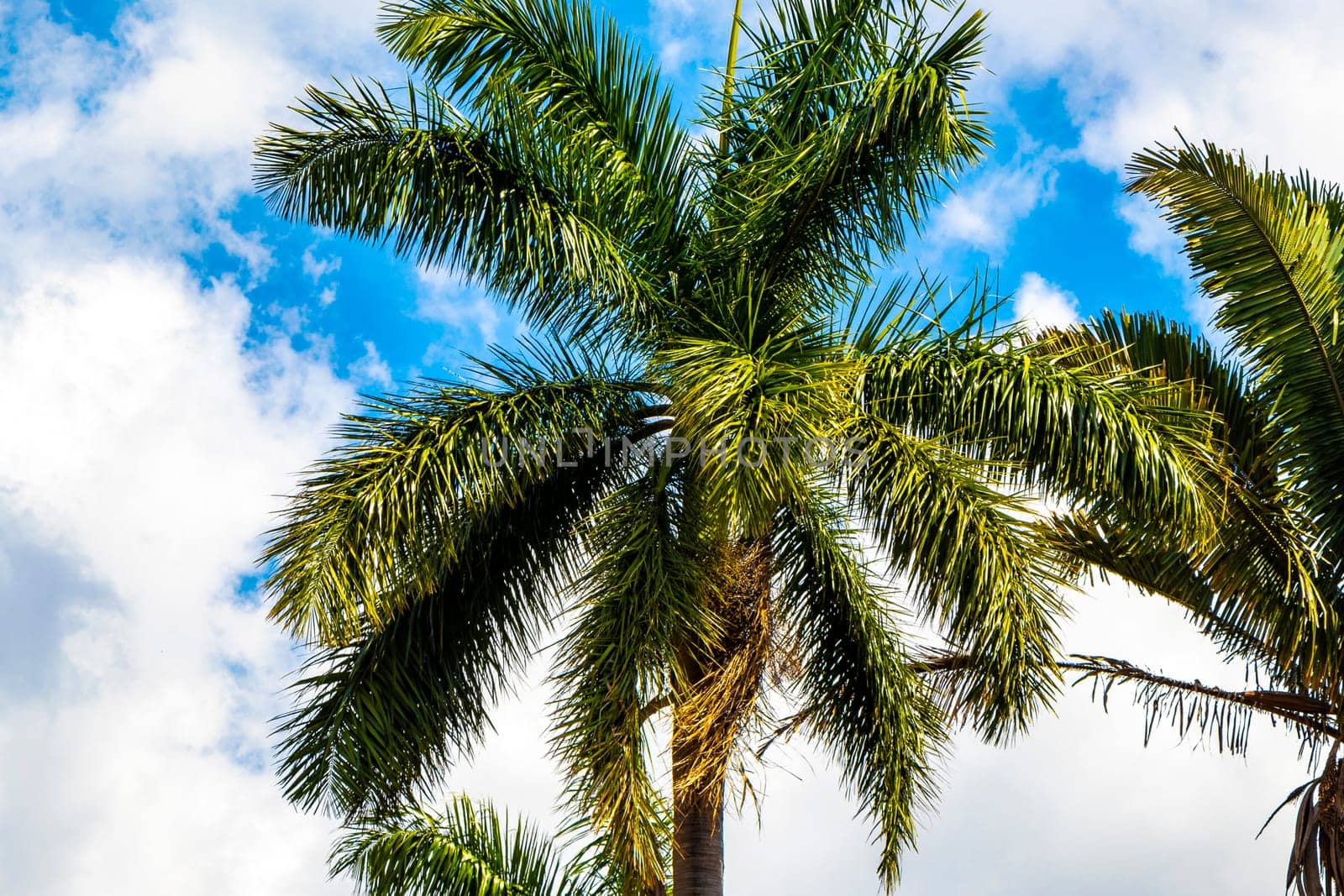 Tropical palm trees palms tree plants in Alajuela Costa Rica. by Arkadij