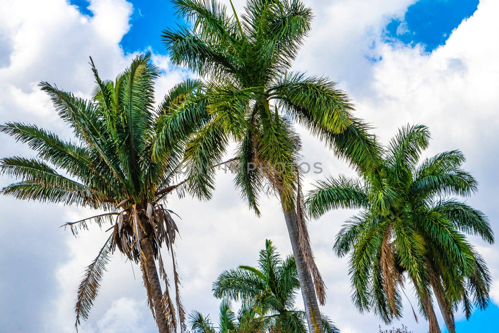 Tropical palm trees palms tree plants in Alajuela Costa Rica. by Arkadij