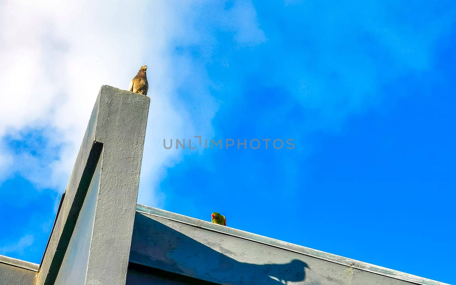 Green parrot and pigeon birds on roof Alajuela Costa Rica. by Arkadij