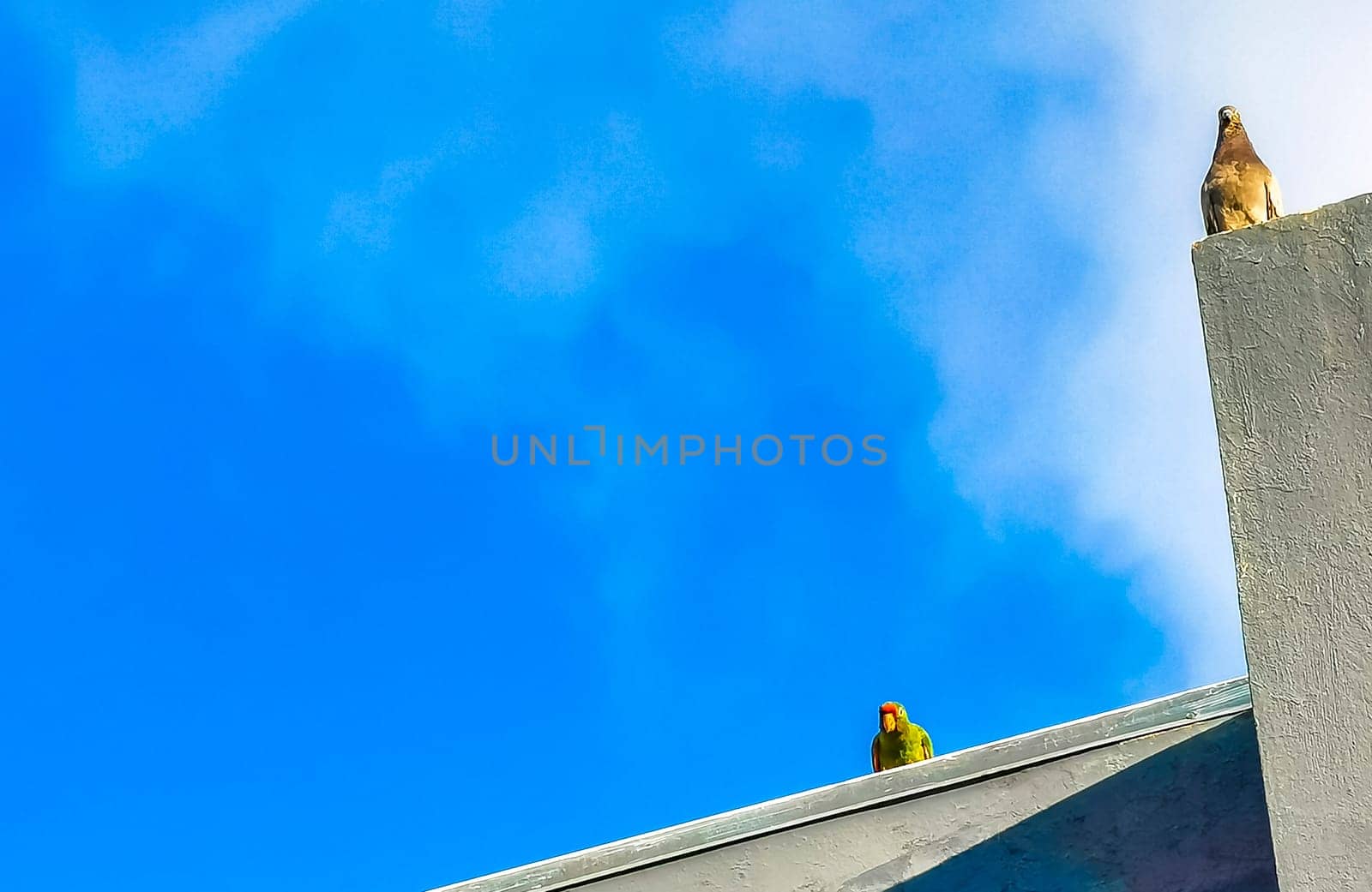 Green parrot and pigeon birds on roof Alajuela Costa Rica. by Arkadij