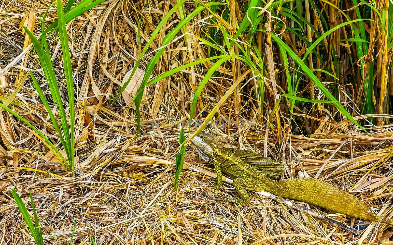 Green Tortuguero lizard iguana reptile in the grass Alajuela Costa Rica. by Arkadij