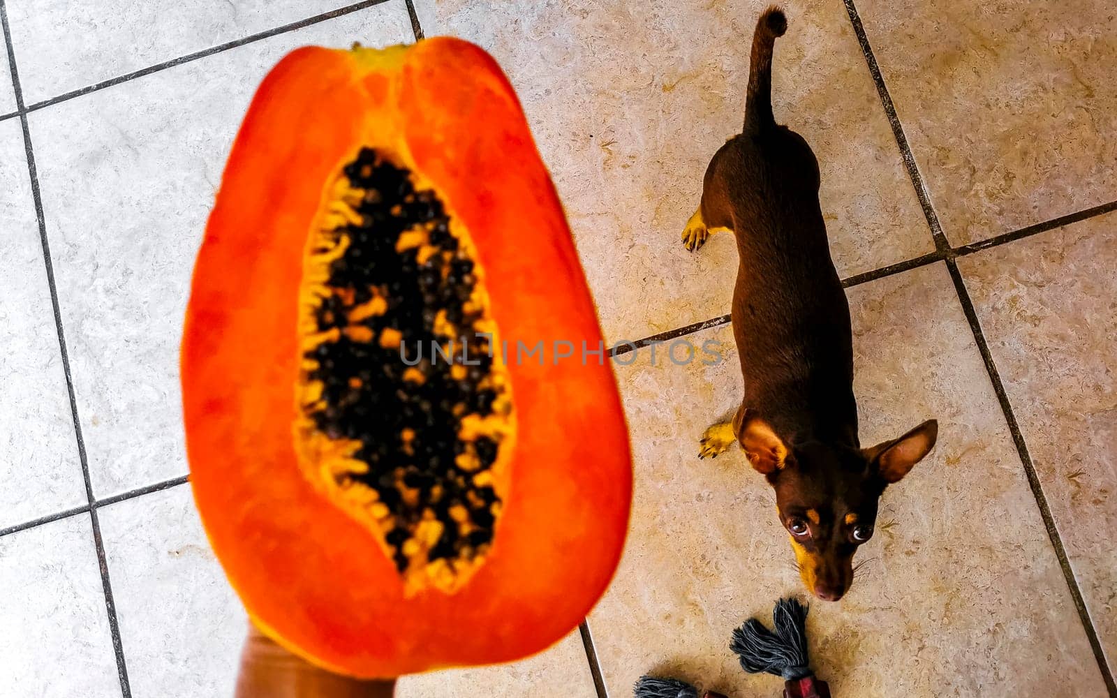 Half papaya in hand with dog in the background in Playa del Carmen Quintana Roo Mexico.