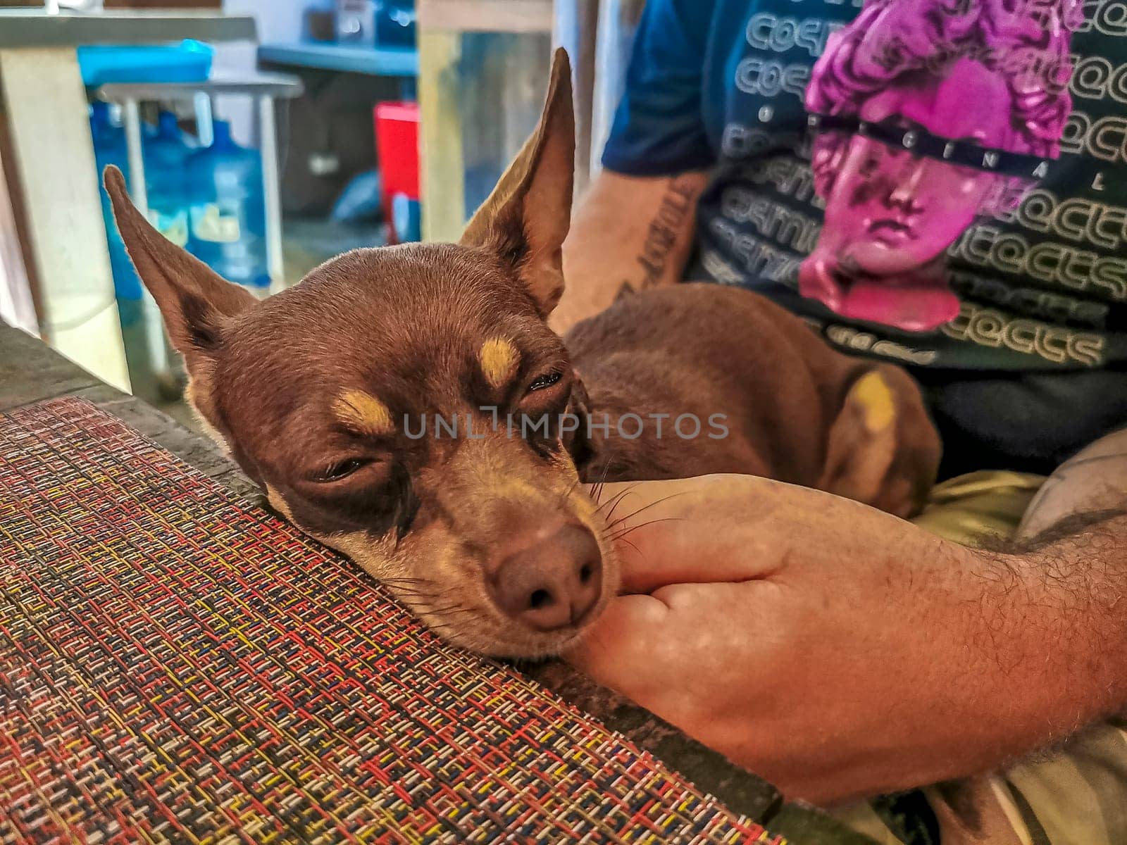 Happy man with dog on his arm in Playa del Carmen Quintana Roo Mexico.