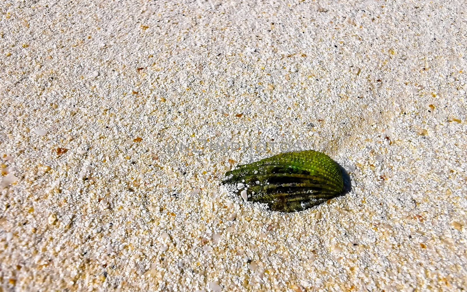 Green shell mussel on beach sand turquoise Caribbean sea Mexico. by Arkadij