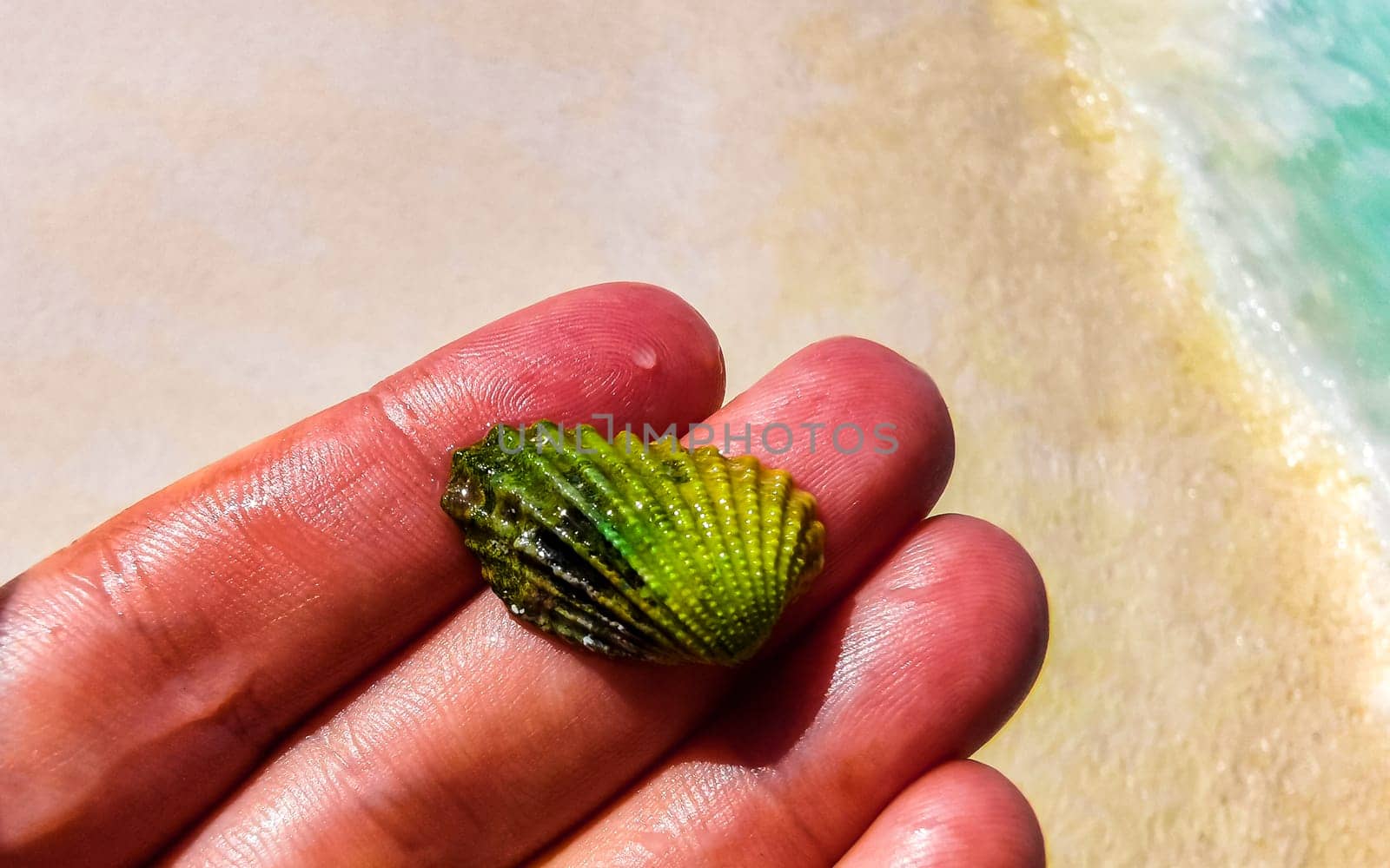 Beautiful green shell mussel in the hand Caribbean sea in Mexico. by Arkadij