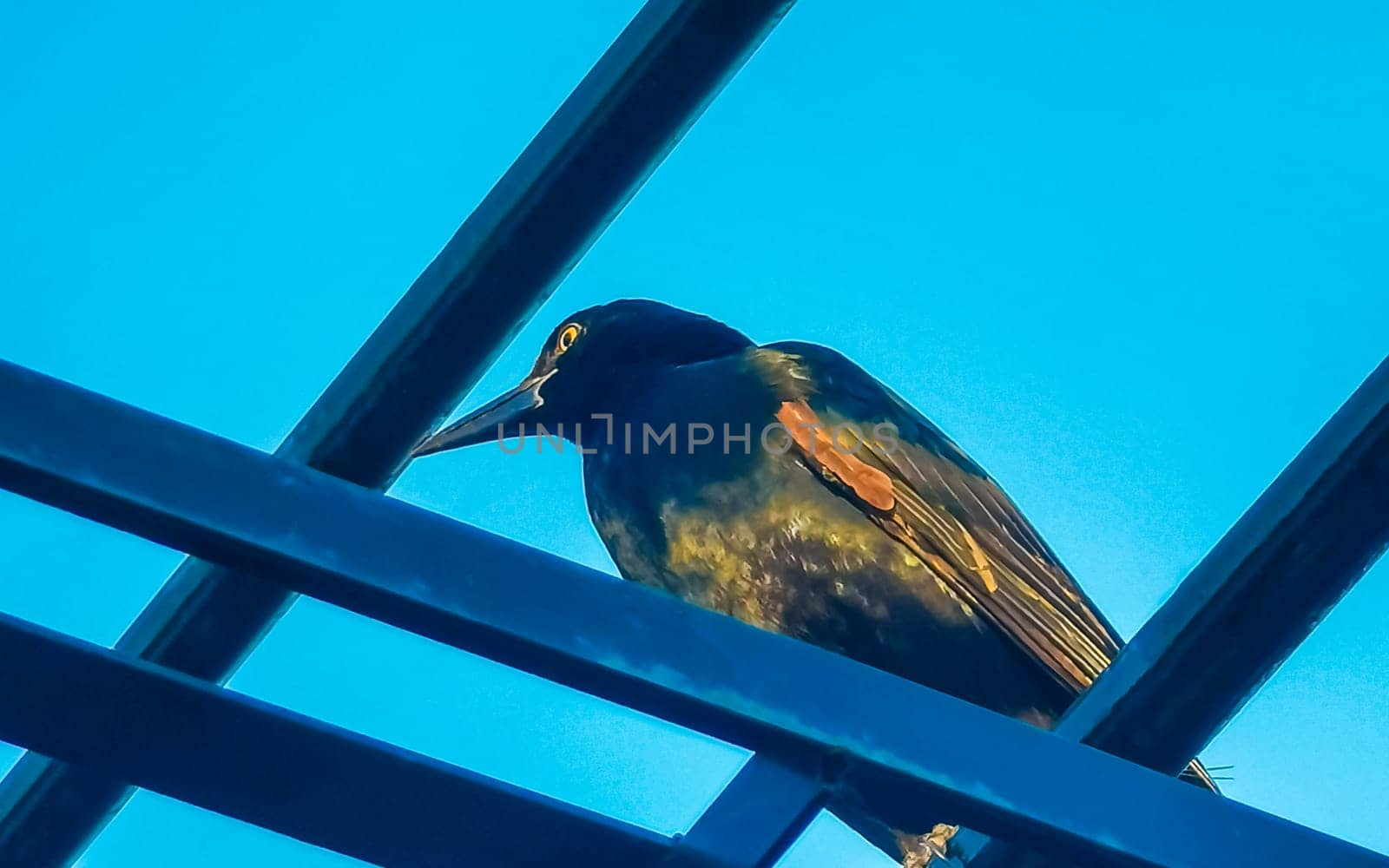 Great tailed Grackle bird on power pole cable ladder stairs. by Arkadij