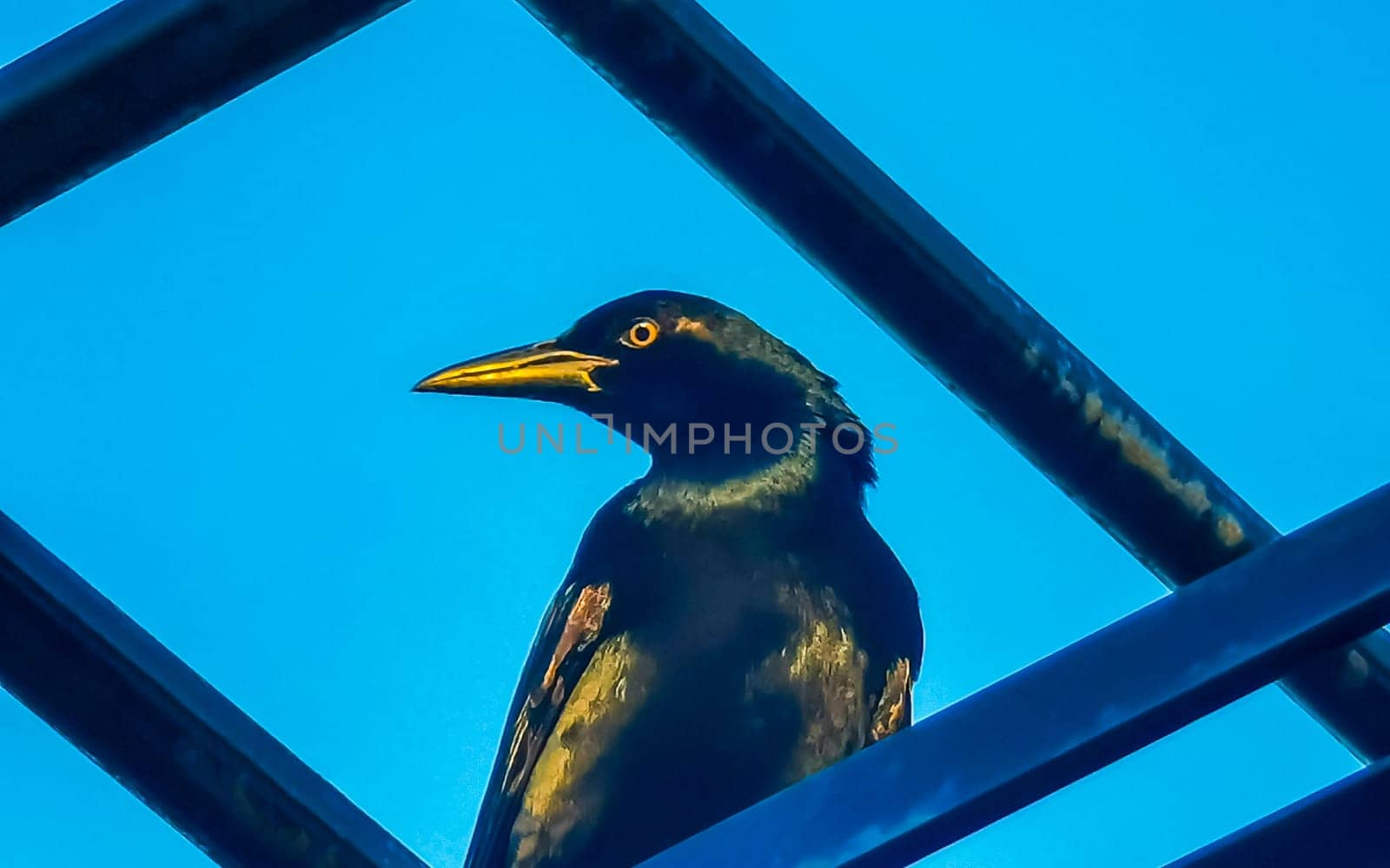 Great tailed Grackle bird on power pole cable ladder stairs. by Arkadij