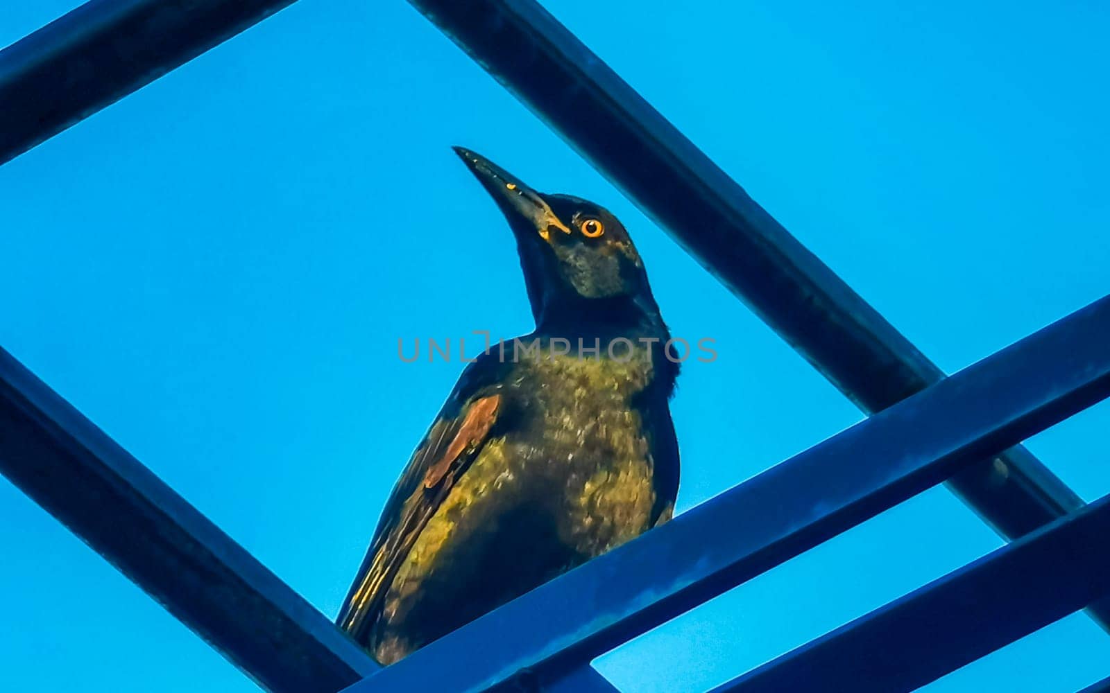 Great tailed Grackle bird on power pole cable ladder stairs. by Arkadij