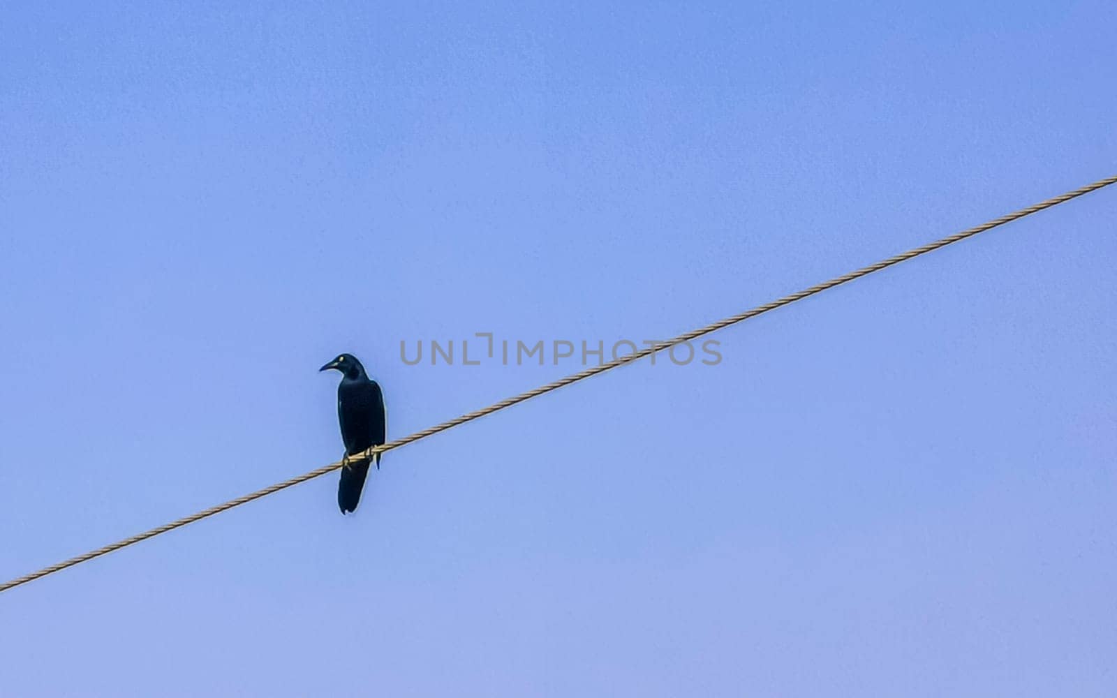 Great tailed Grackle bird on power pole cable in Mexico. by Arkadij